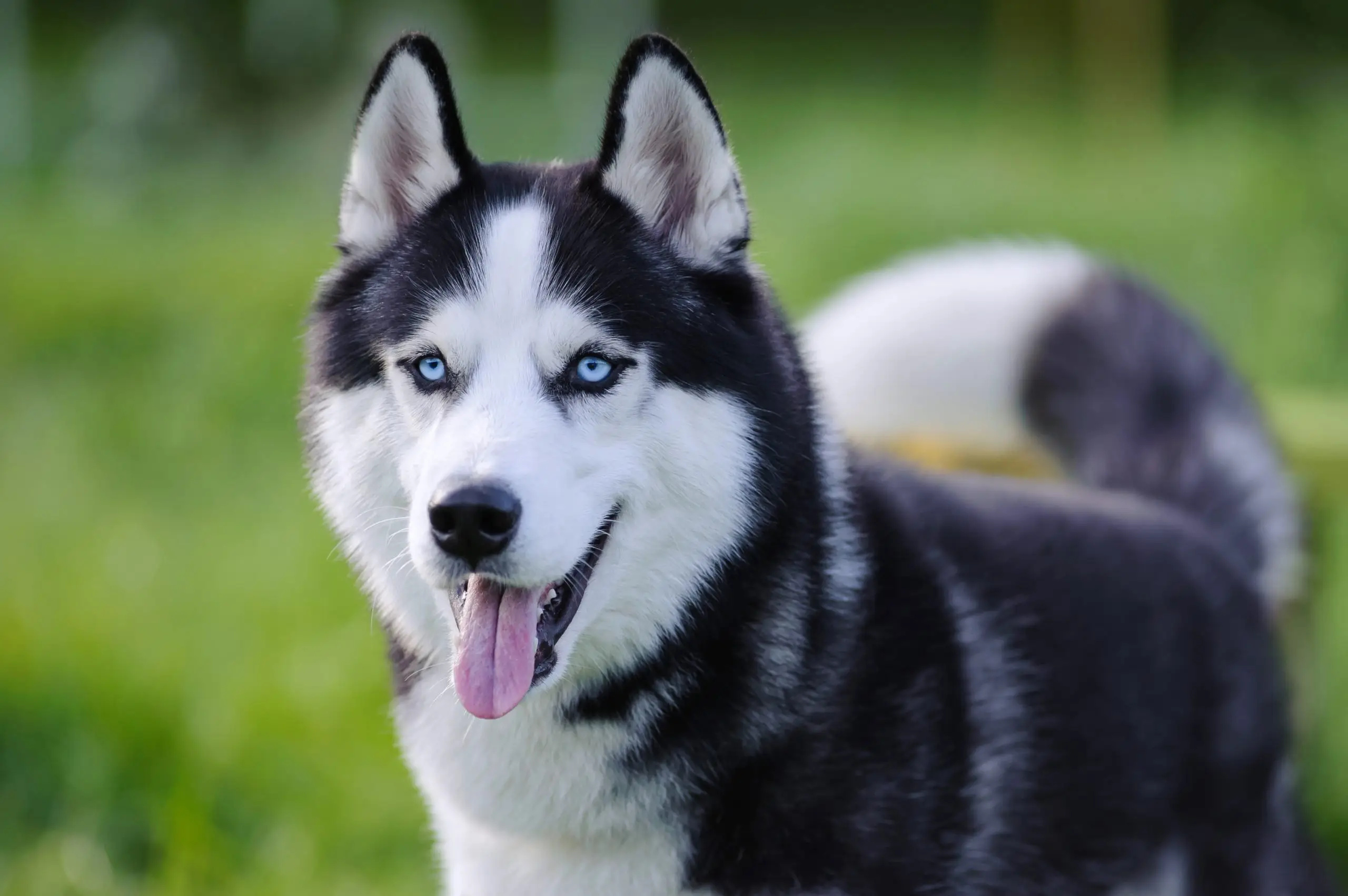 Siberian husky mixes, Love at first sight, Adorable pets, Maryland pet, 2560x1710 HD Desktop