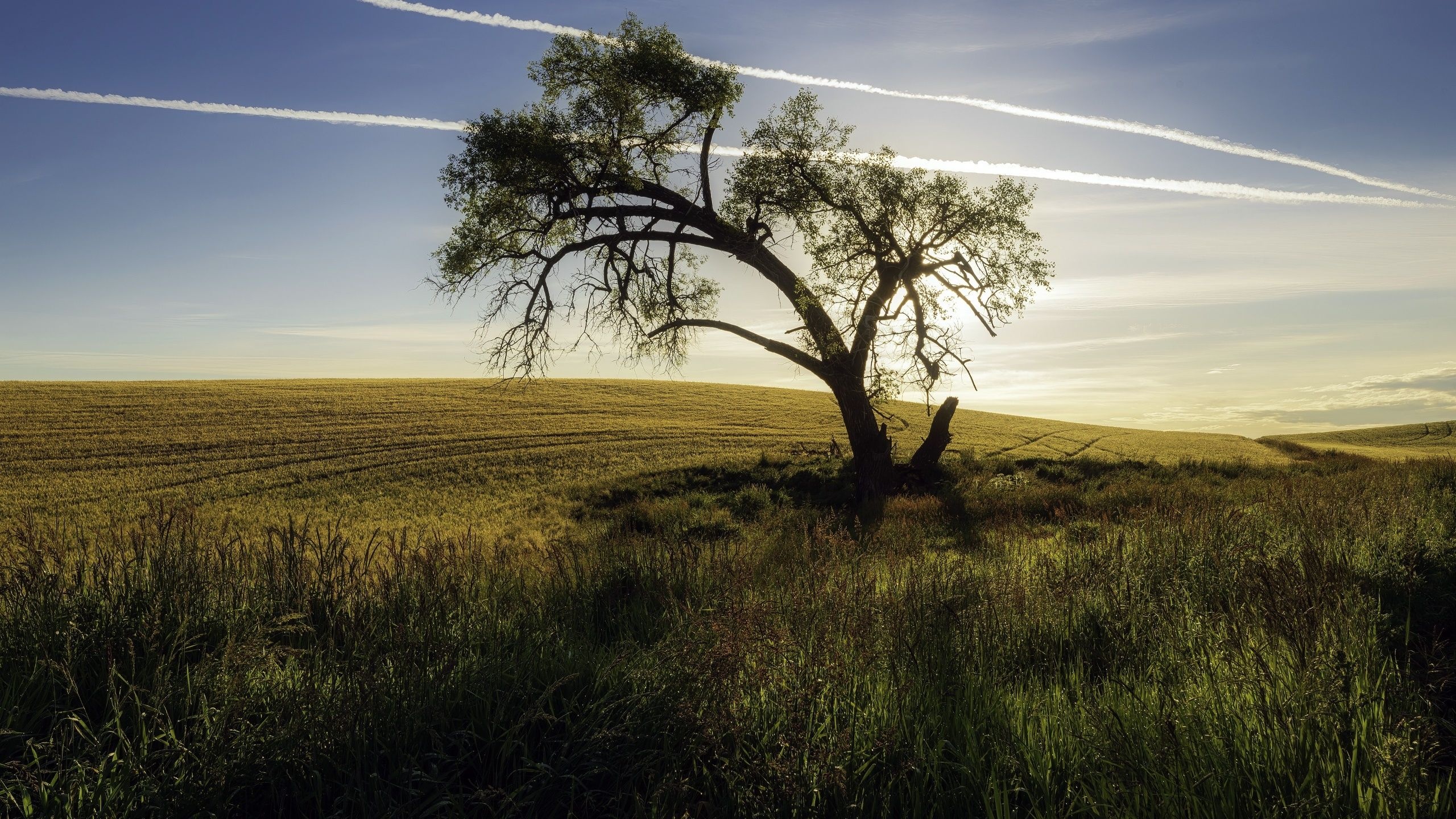 lone silhouetted tree, rolling golden wheat field, contrails across blue sky, HD Desktop wallpaper