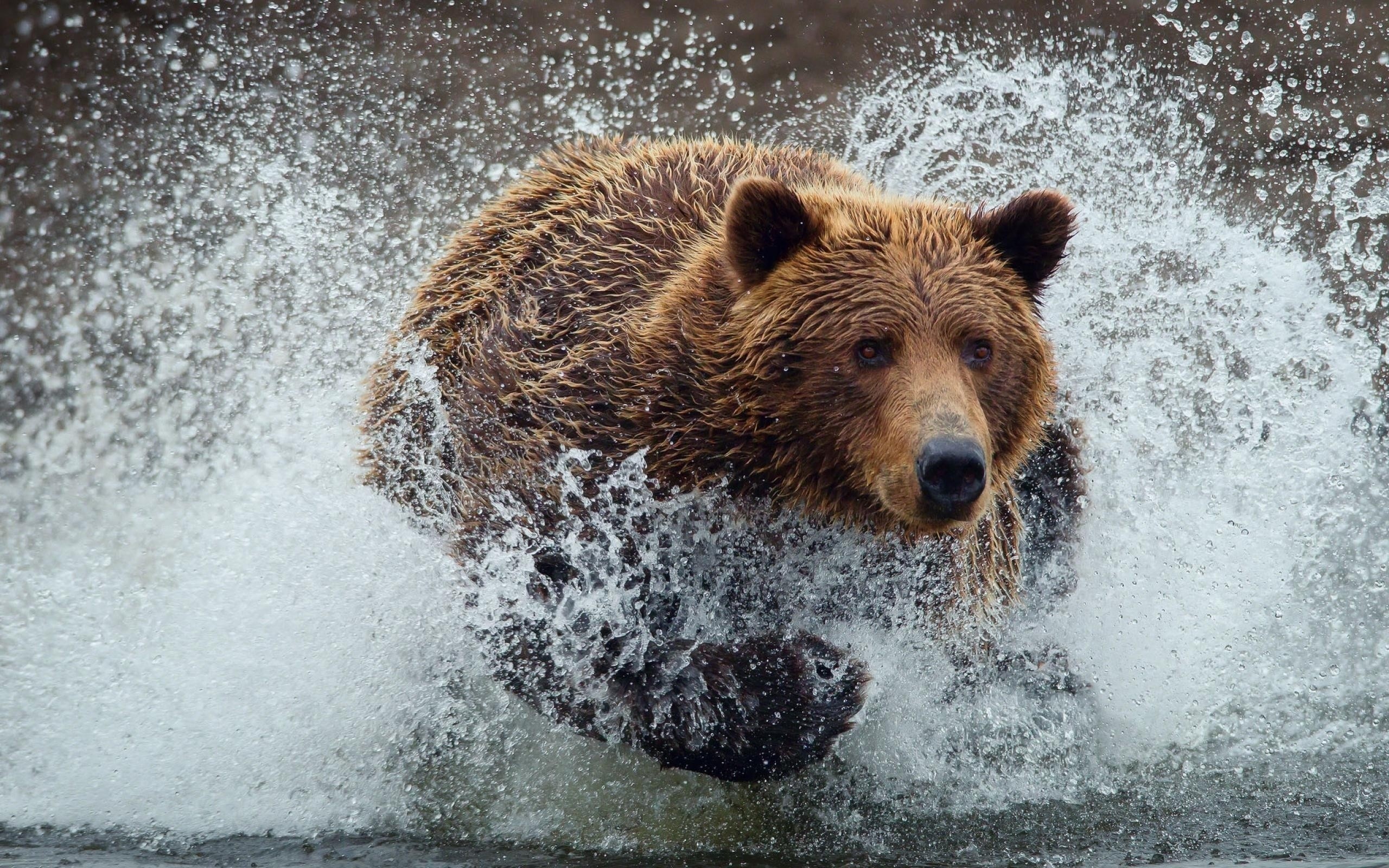 HD wildlife photography, Grizzly bear portrait, Mobile screensaver, Nature lover, 2560x1600 HD Desktop