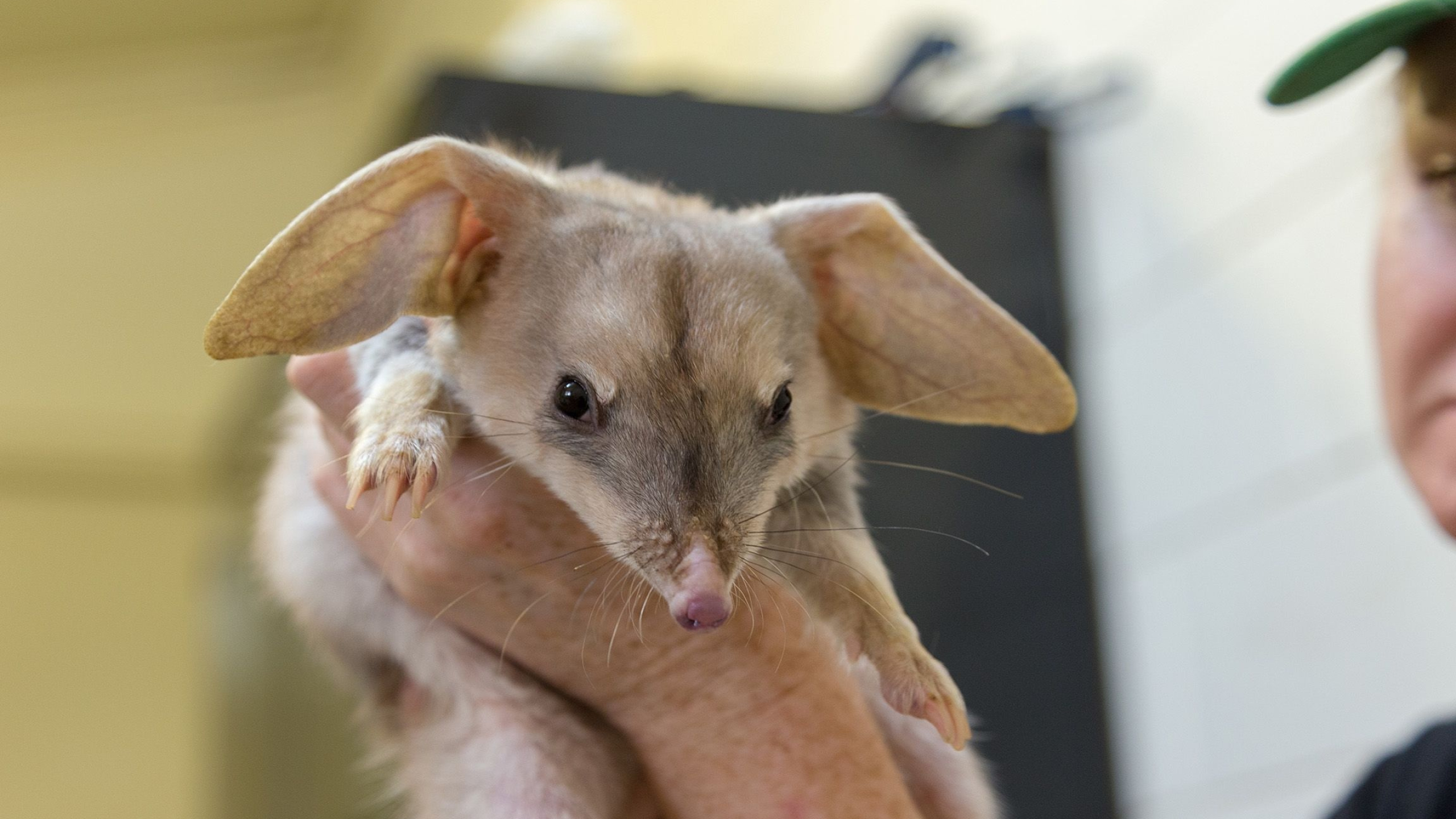 Macrotis (Bilby), Breeding season, Bilby reproduction, Life cycle, 2560x1440 HD Desktop