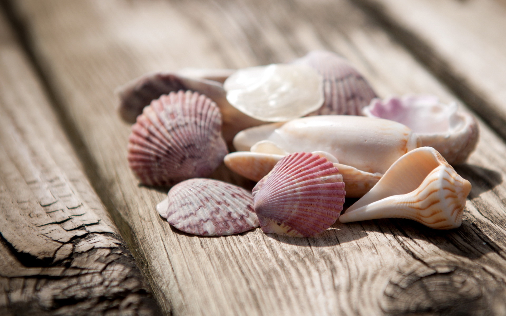 Shell collection, Beachcomber's delight, Coastal landscapes, Oceanic marvels, 1920x1200 HD Desktop