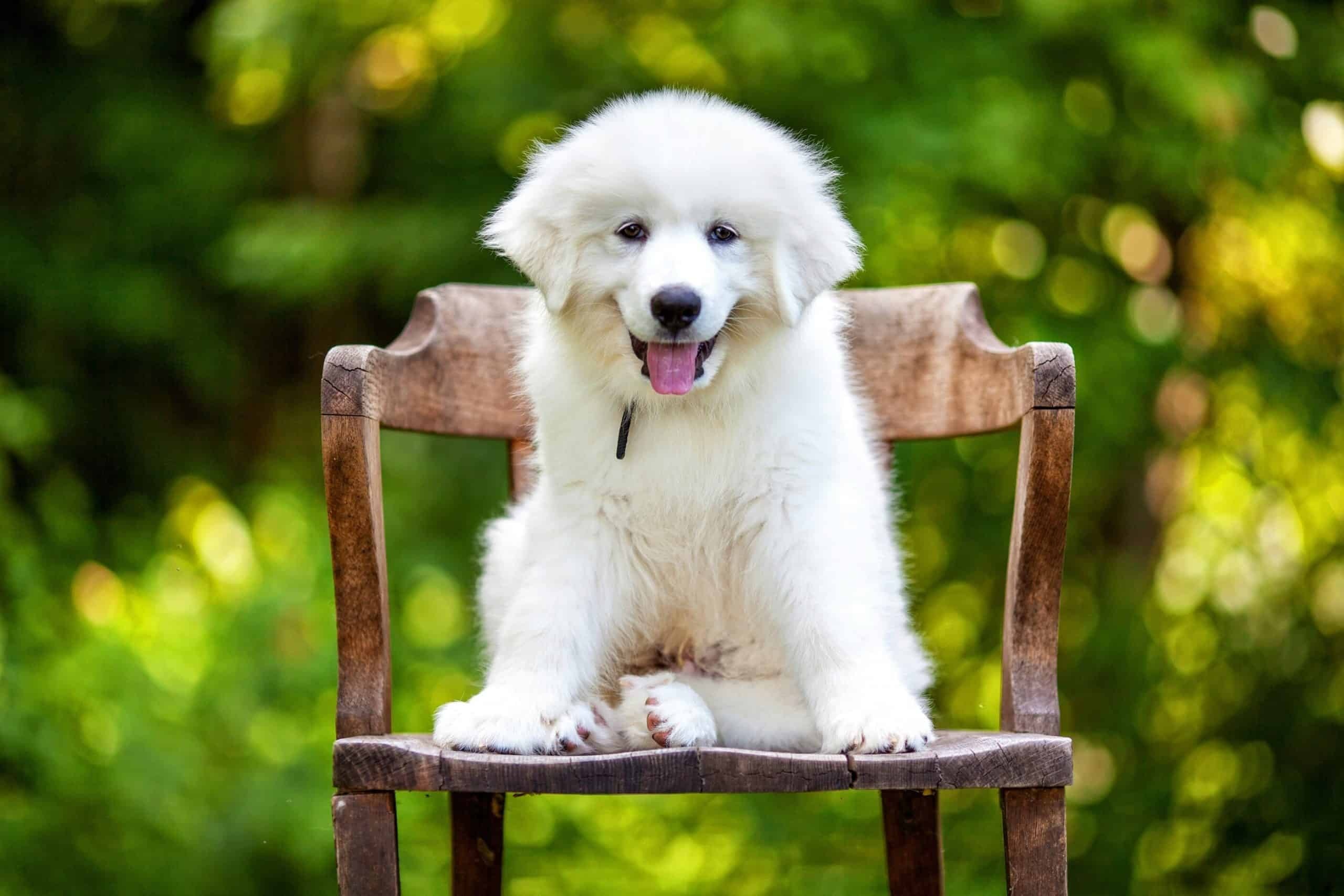 Great Pyrenees, Territorial Dogs, 2560x1710 HD Desktop