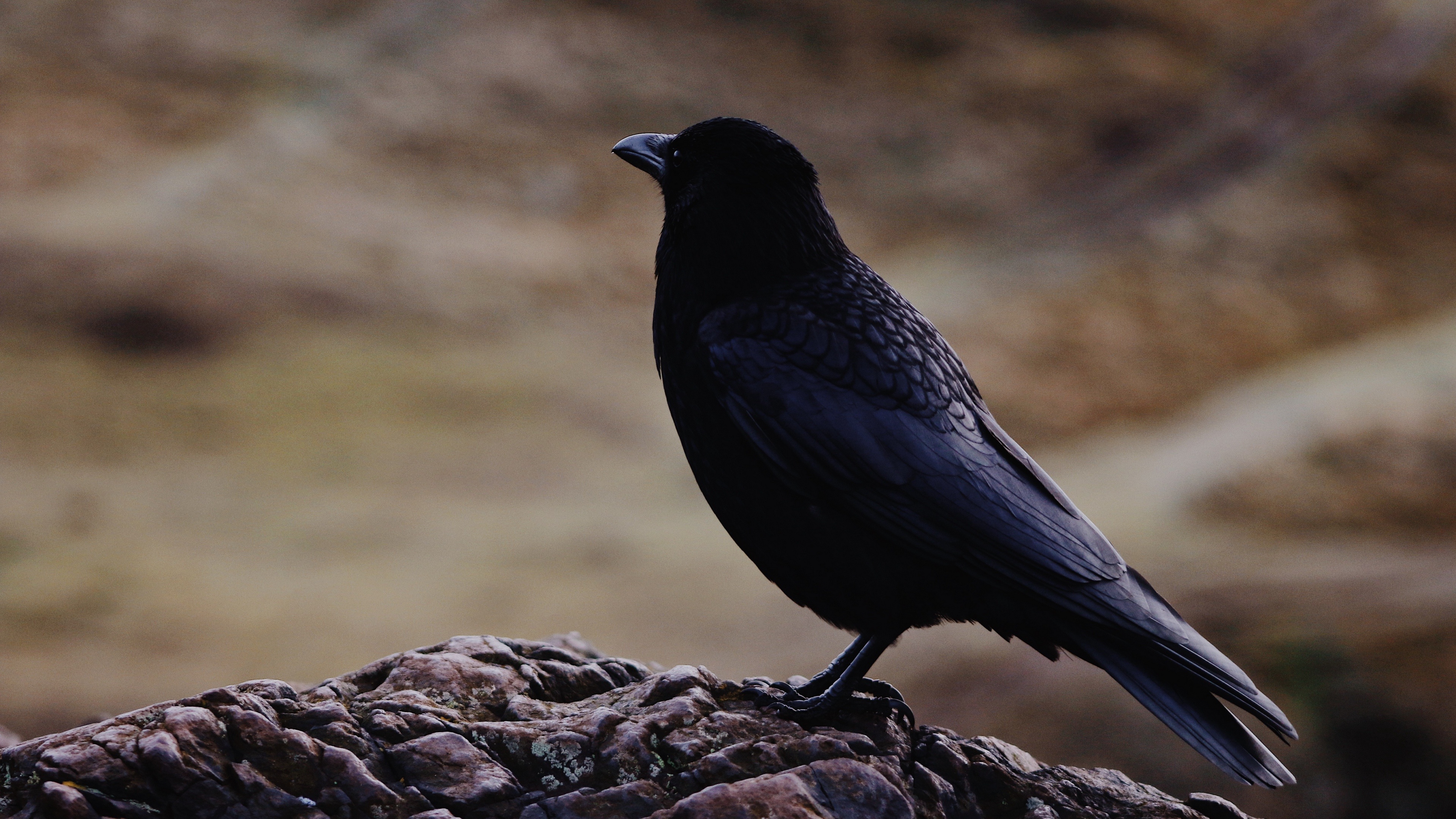 Anime raven bird wallpaper, Artistic depiction, Mythical creature, Beautiful design, 3840x2160 4K Desktop