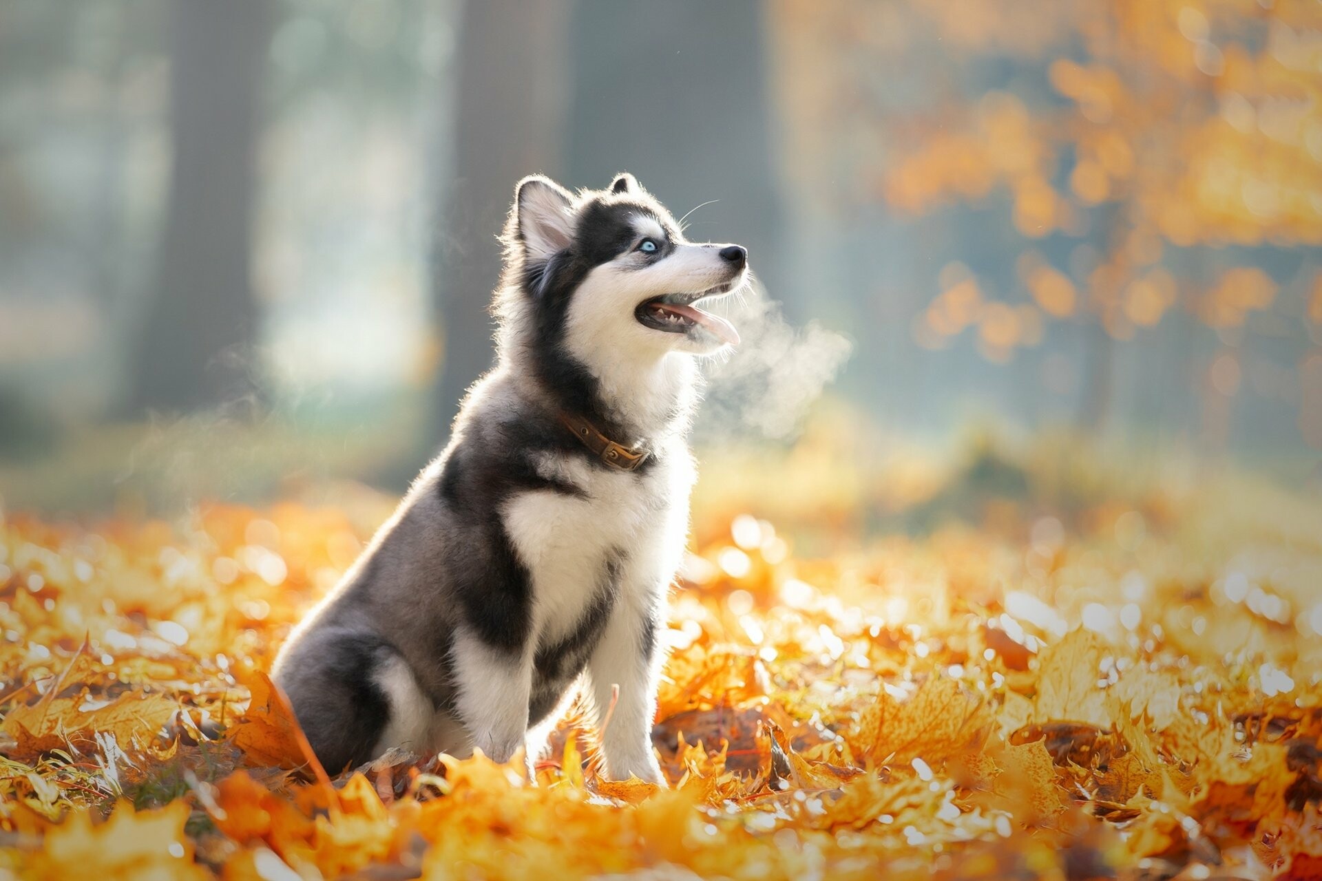 Siberian Husky, Majestic portrait, Piercing blue eyes, Snowy backdrop, 1920x1280 HD Desktop