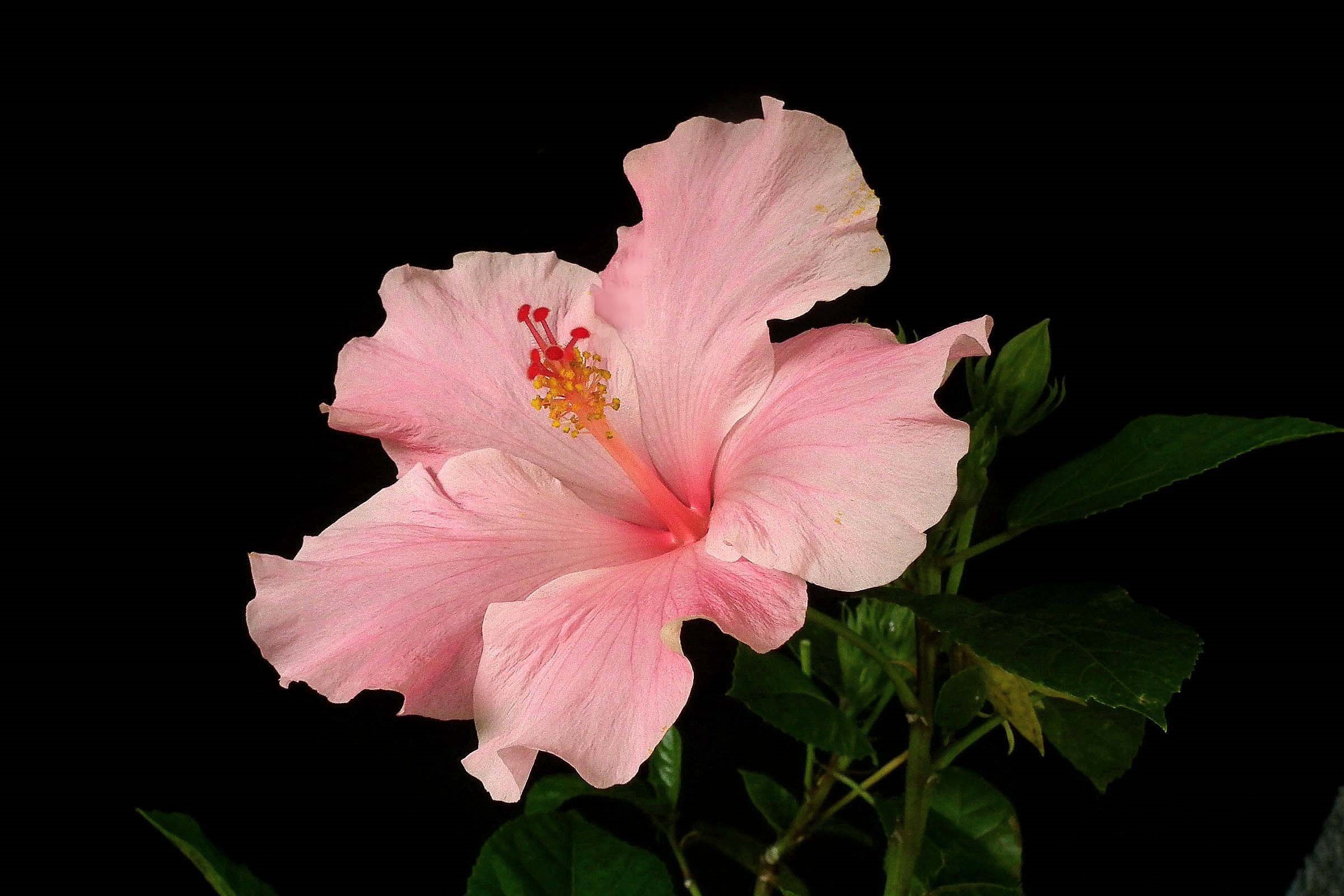 Pink hibiscus, Hibiscus Wallpaper, 2400x1600 HD Desktop