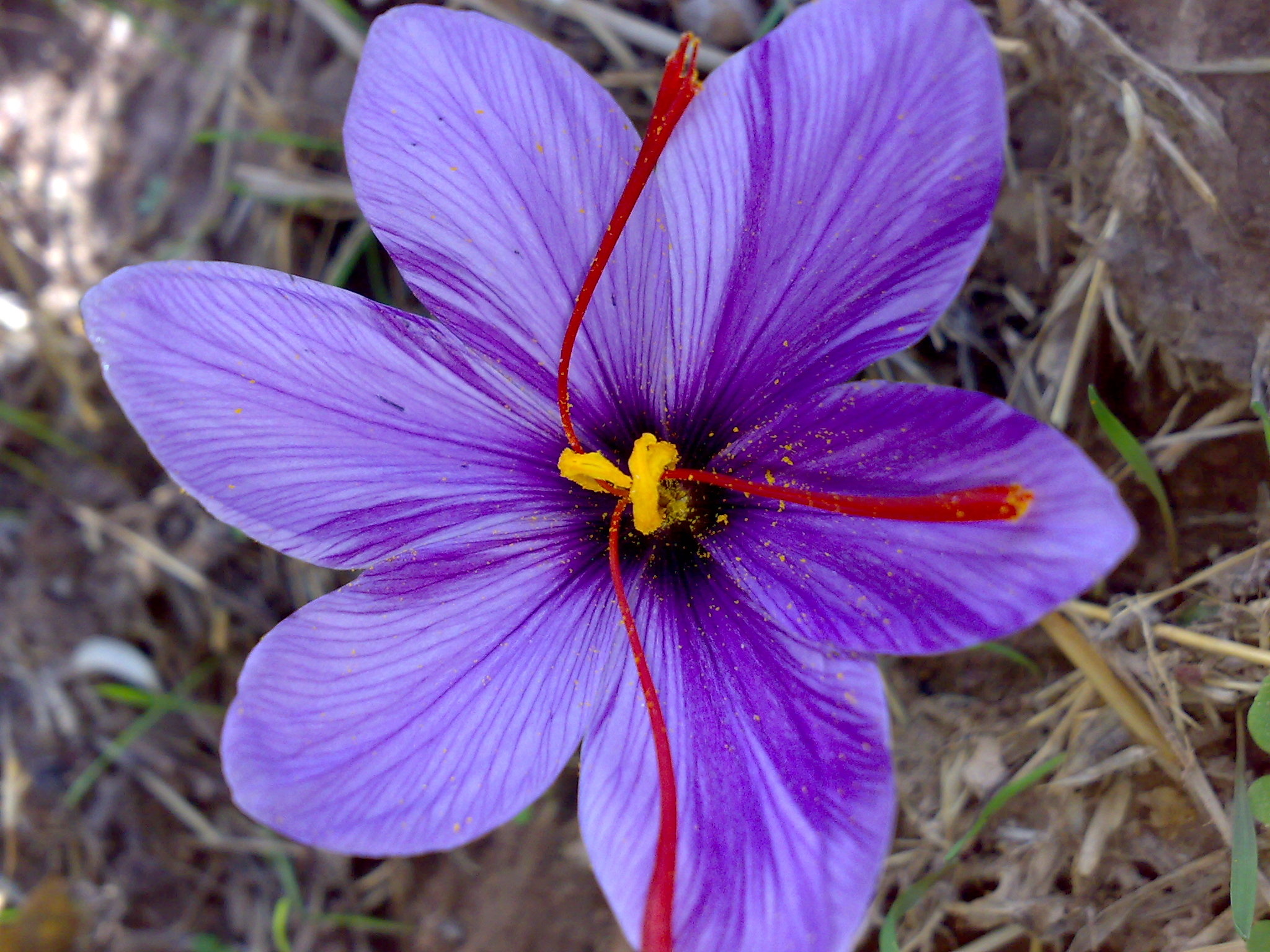 Saffron, Wikipedia, 2050x1540 HD Desktop