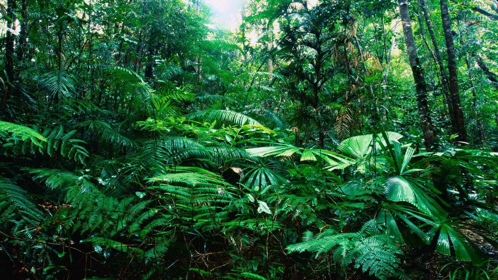 Ferns, Jungles Wallpaper, 1920x1080 Full HD Desktop