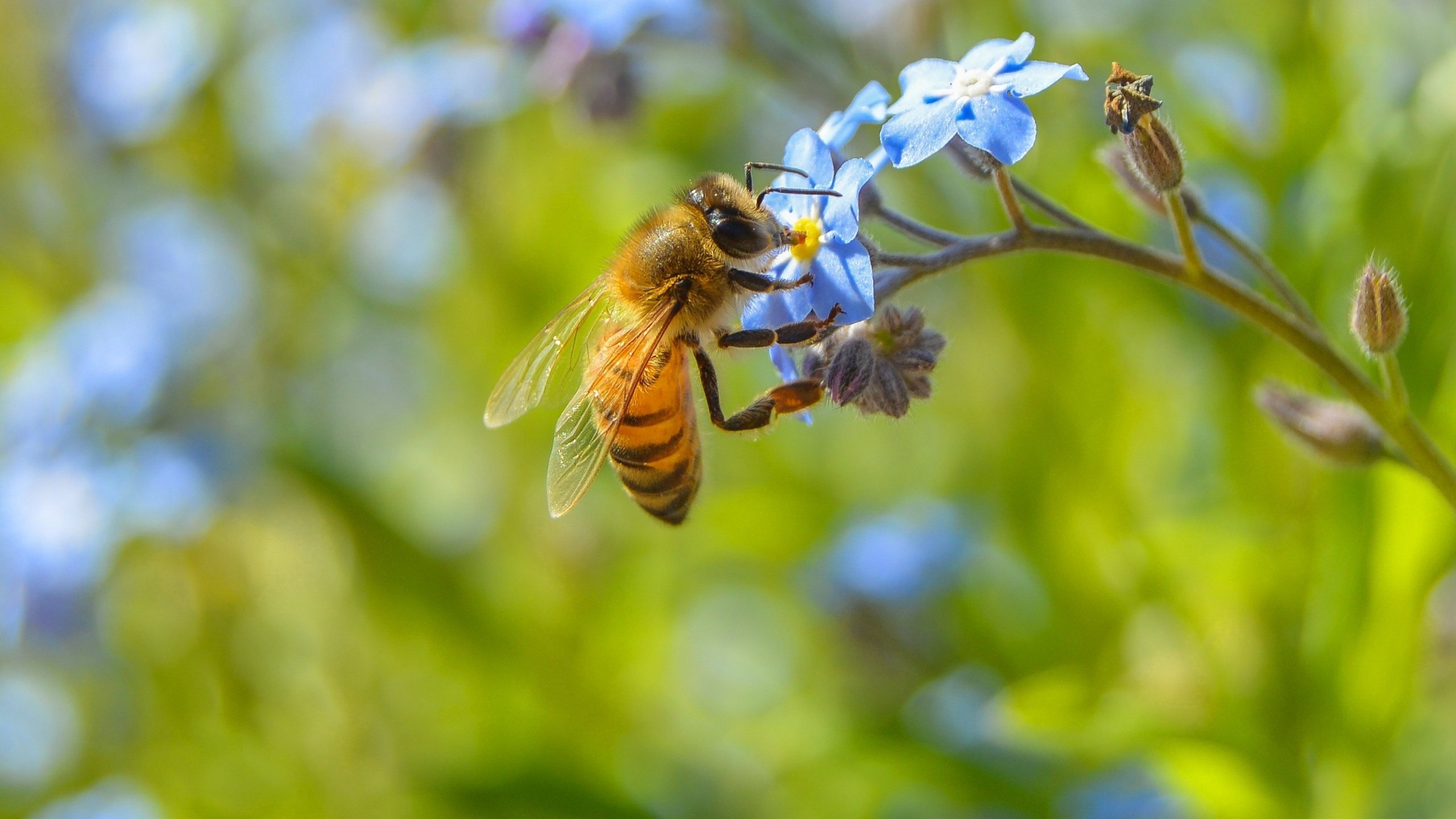 Macro flower insect, Vibrant colors, Nature's marvel, High-resolution wallpaper, 2560x1440 HD Desktop