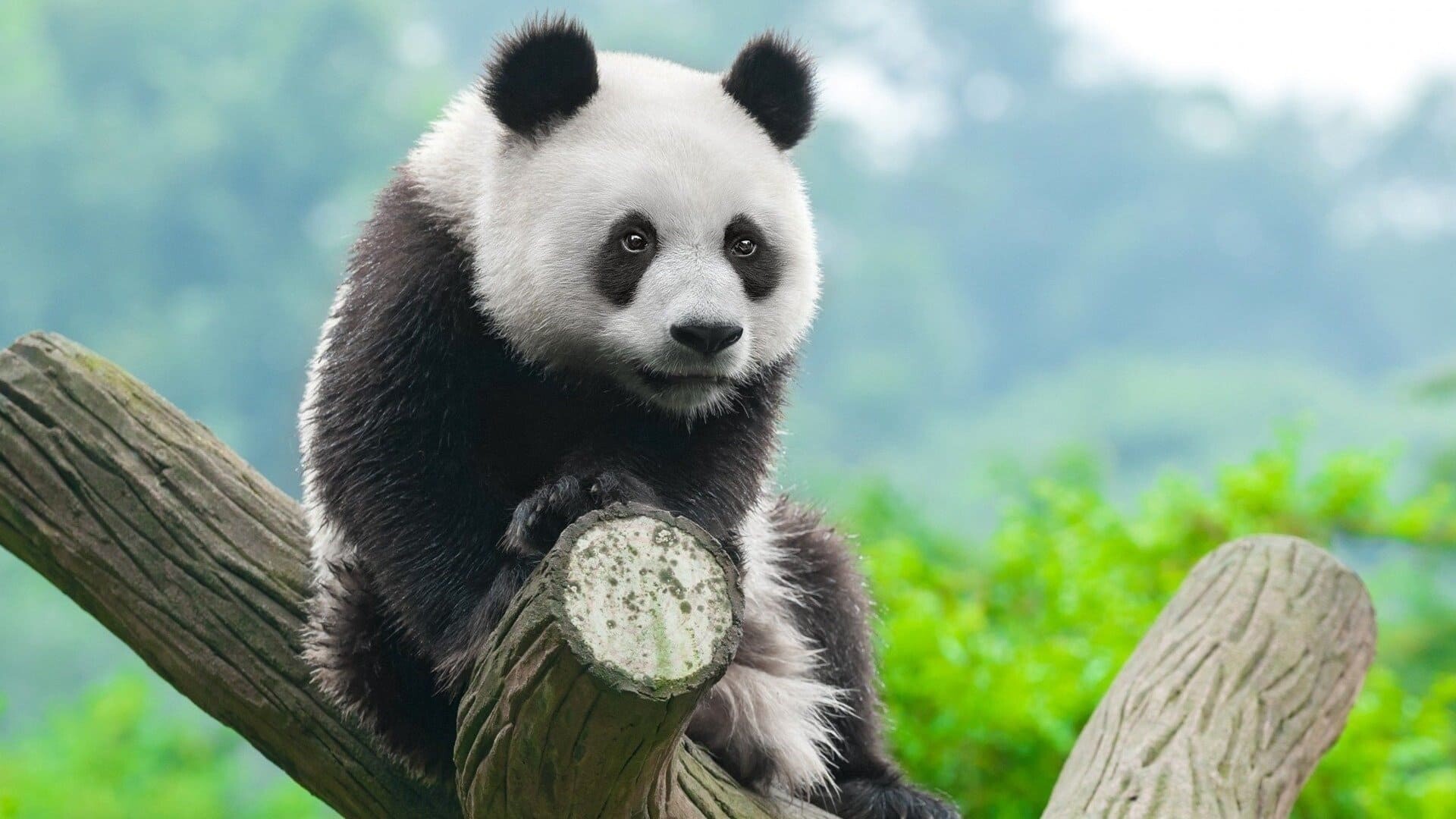 Panda wallpapers, Desktop beauty, Laptop delight, Phone charm, 1920x1080 Full HD Desktop