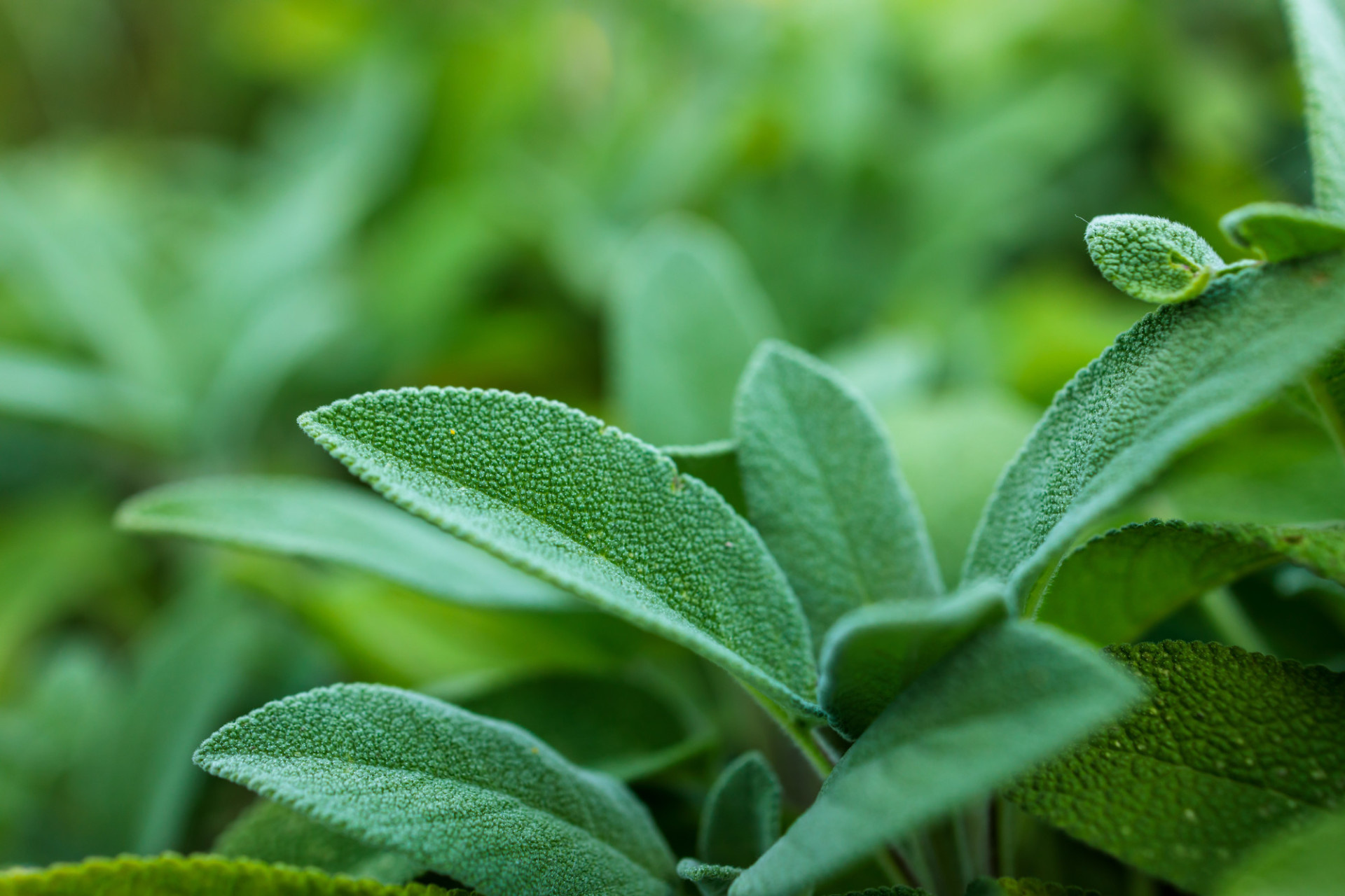 Sage herb, Sage plant photo, Motosha free stock, Free stock photos, 1920x1280 HD Desktop