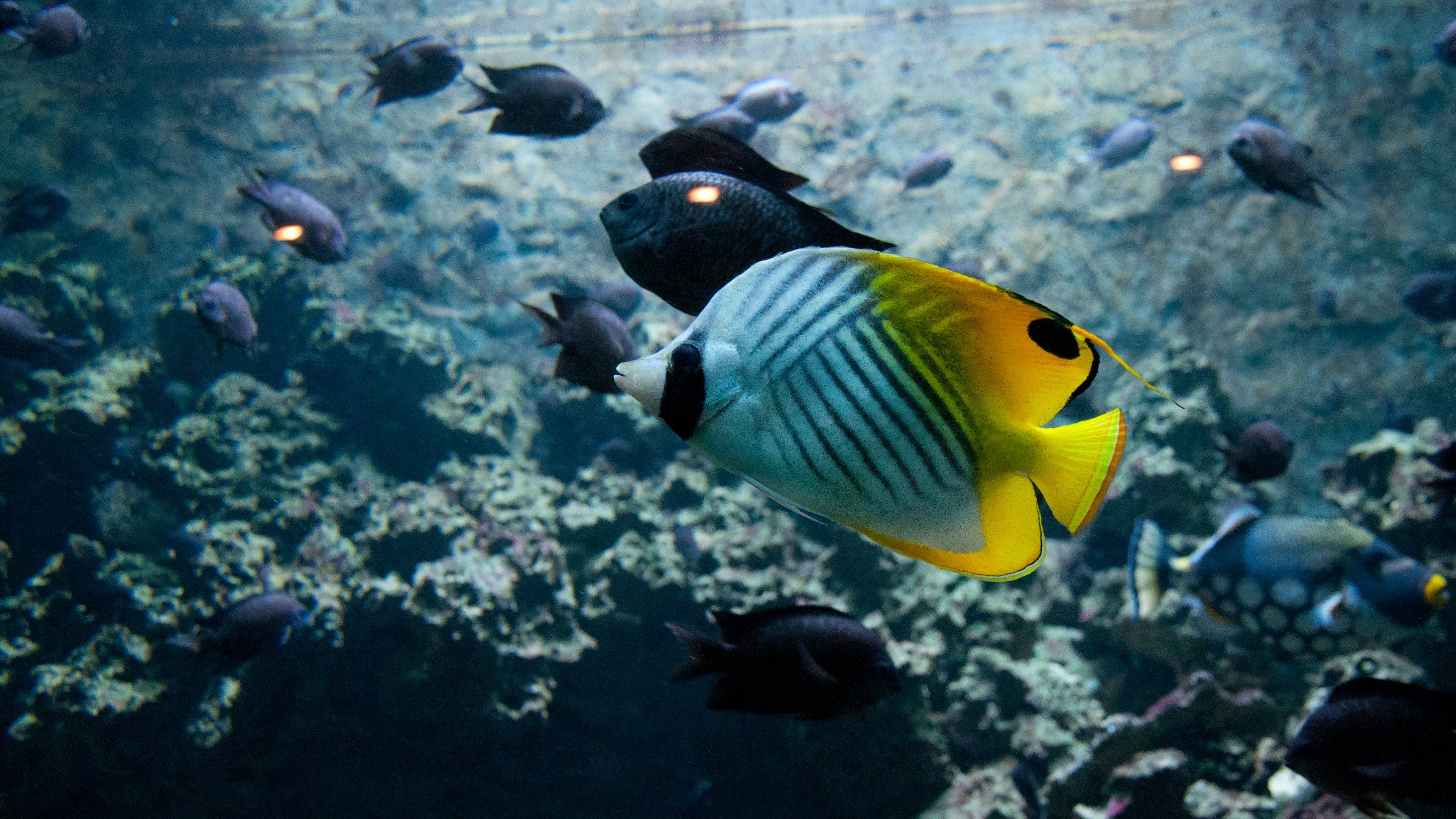Butterflyfish marvel, 4k resolution, Vibrant wallpaper, Aquatic splendor, 3840x2160 4K Desktop
