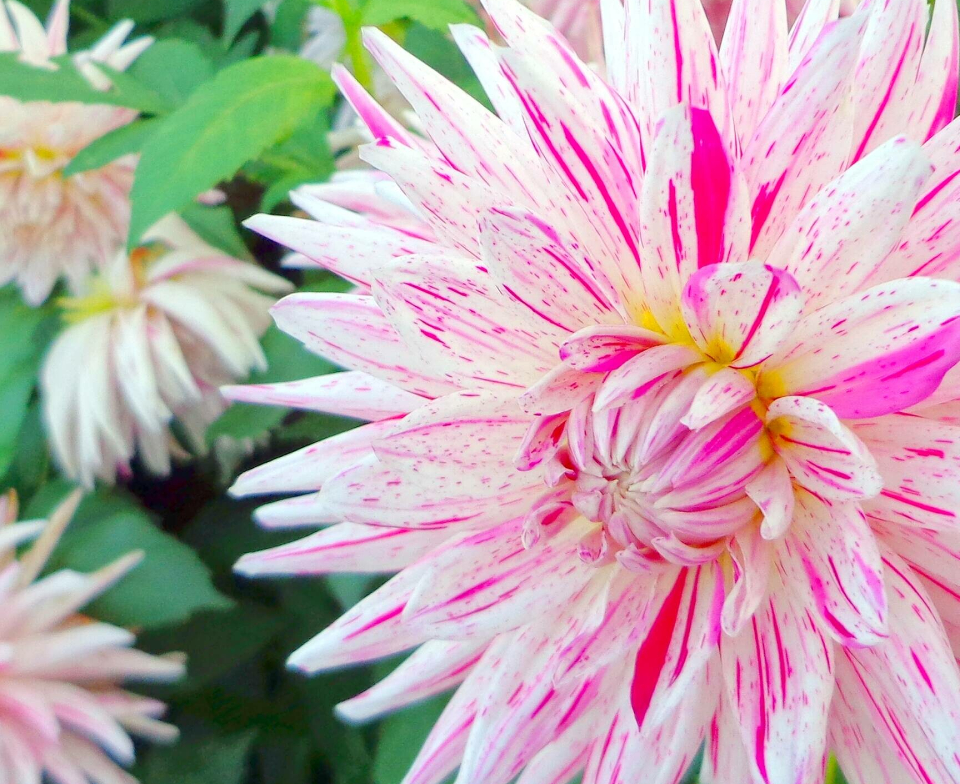 Profile picture chrysanthemum, Free CC-licensed image, Beautiful flower stock, Vibrant nature capture, 1920x1570 HD Desktop