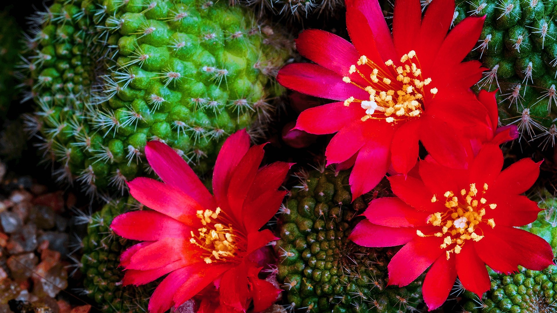 Cactus, Windows 10 theme, 4K cactus flowers, Stunning imagery, 1920x1080 Full HD Desktop