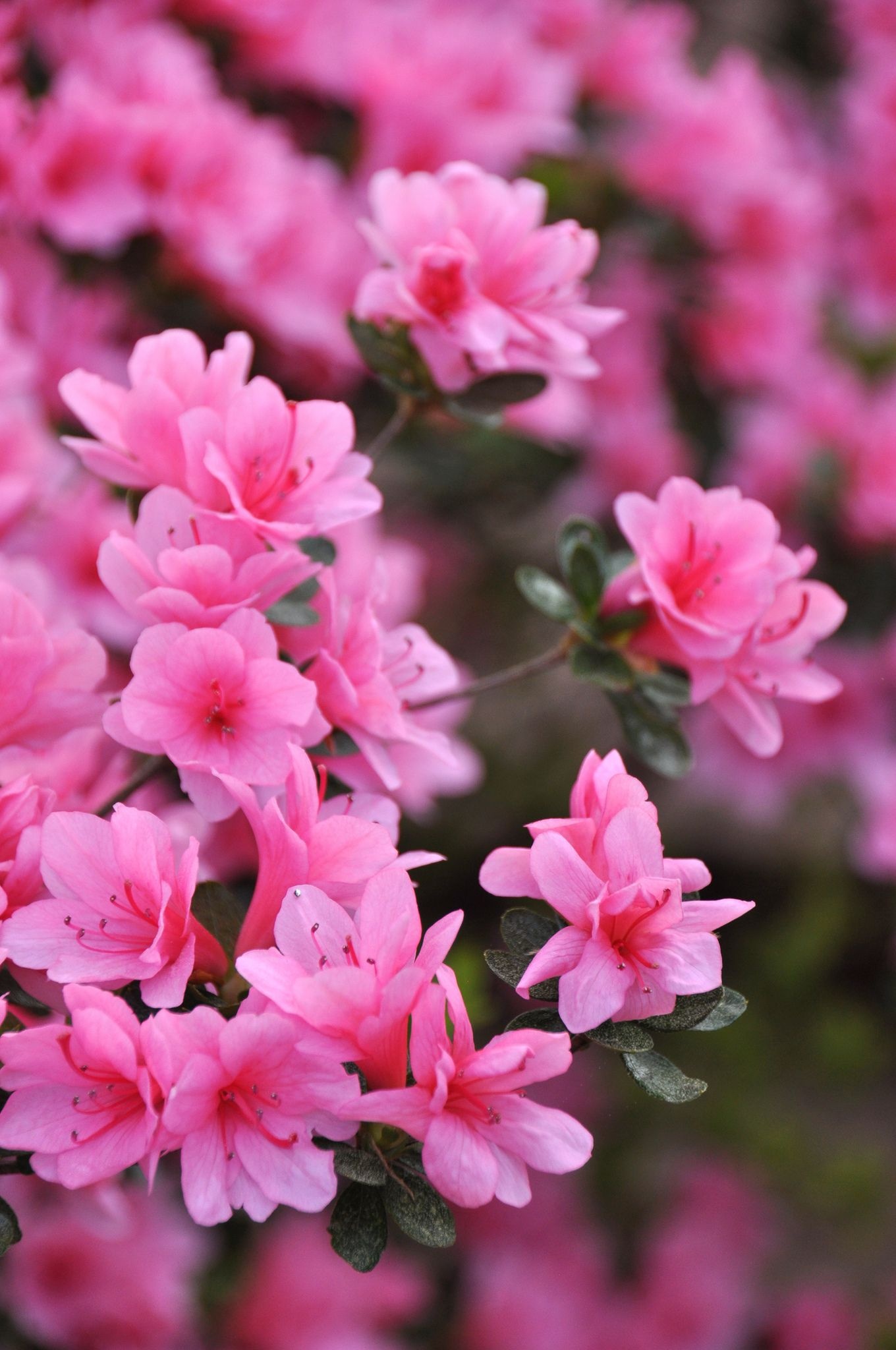 Pink azalea flowers, Small green leaves, Blurred floral bokeh, HD Phone wallpaper