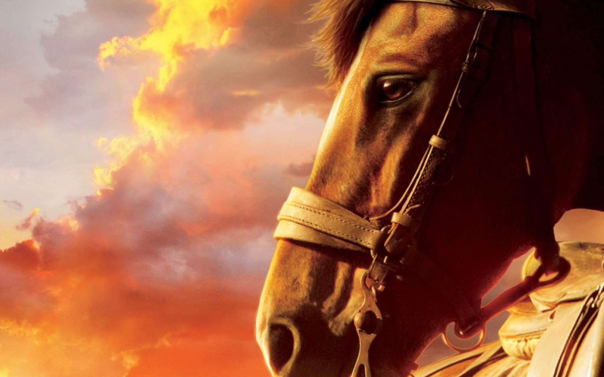 War Horse, Equine majesty, Inspiring wallpapers, Symbol of resilience, 1920x1200 HD Desktop