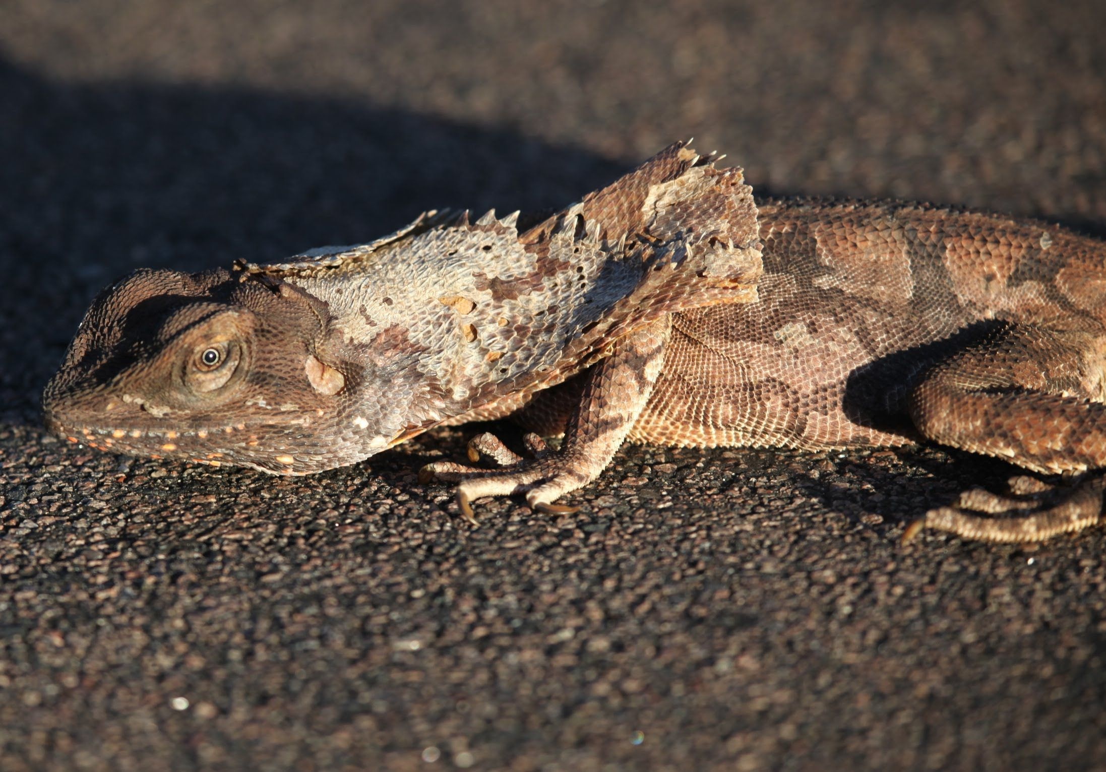 Frilled-neck lizard desktop wallpaper, Lizard admiration, Stunning visuals, Wallpaper delight, 2200x1540 HD Desktop