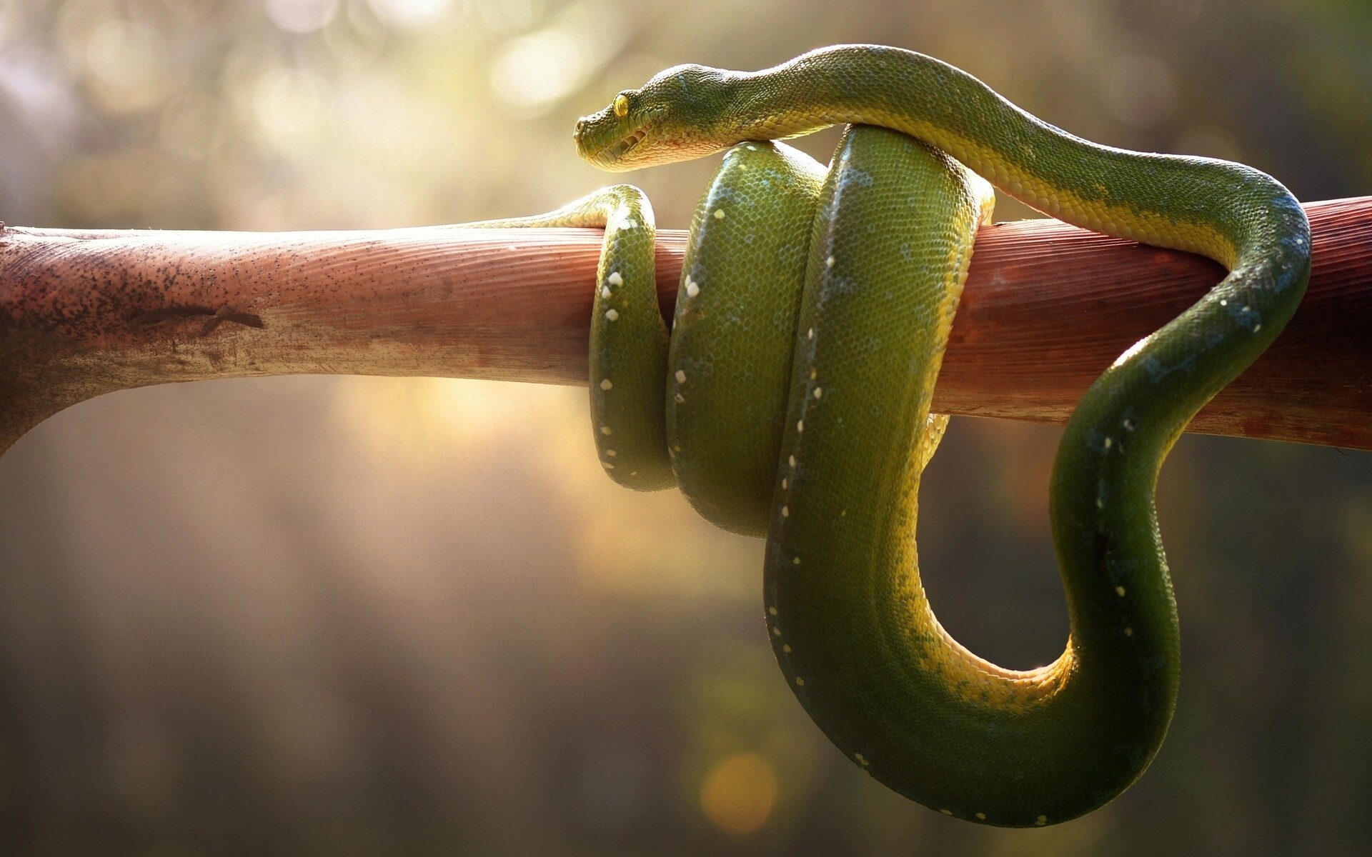 Boa green snake, 1080p reptile, HD and 4K wallpapers, Serpent in the wild, 1920x1200 HD Desktop