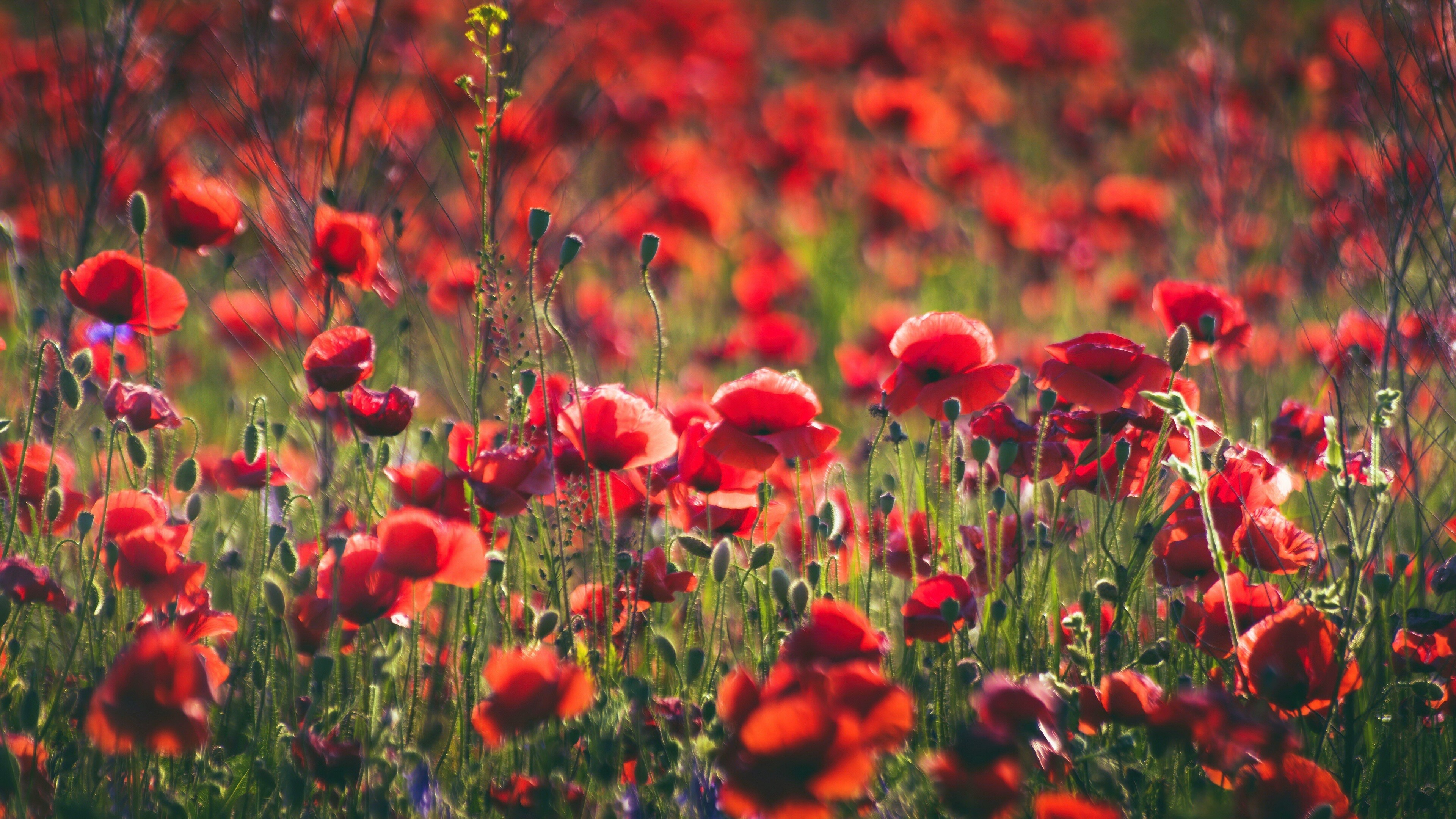 Poppy 4k ultra HD, Stunning floral display, Nature's beauty, Vibrant red blooms, 3840x2160 4K Desktop