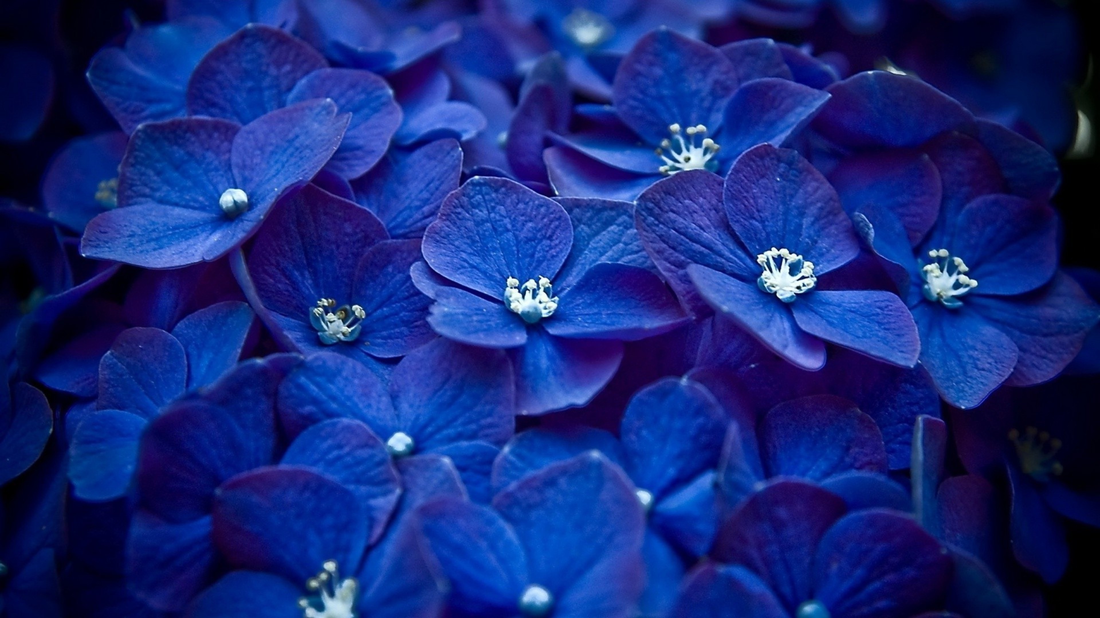 Macrophylla, Hydrangea Wallpaper, 3840x2160 4K Desktop