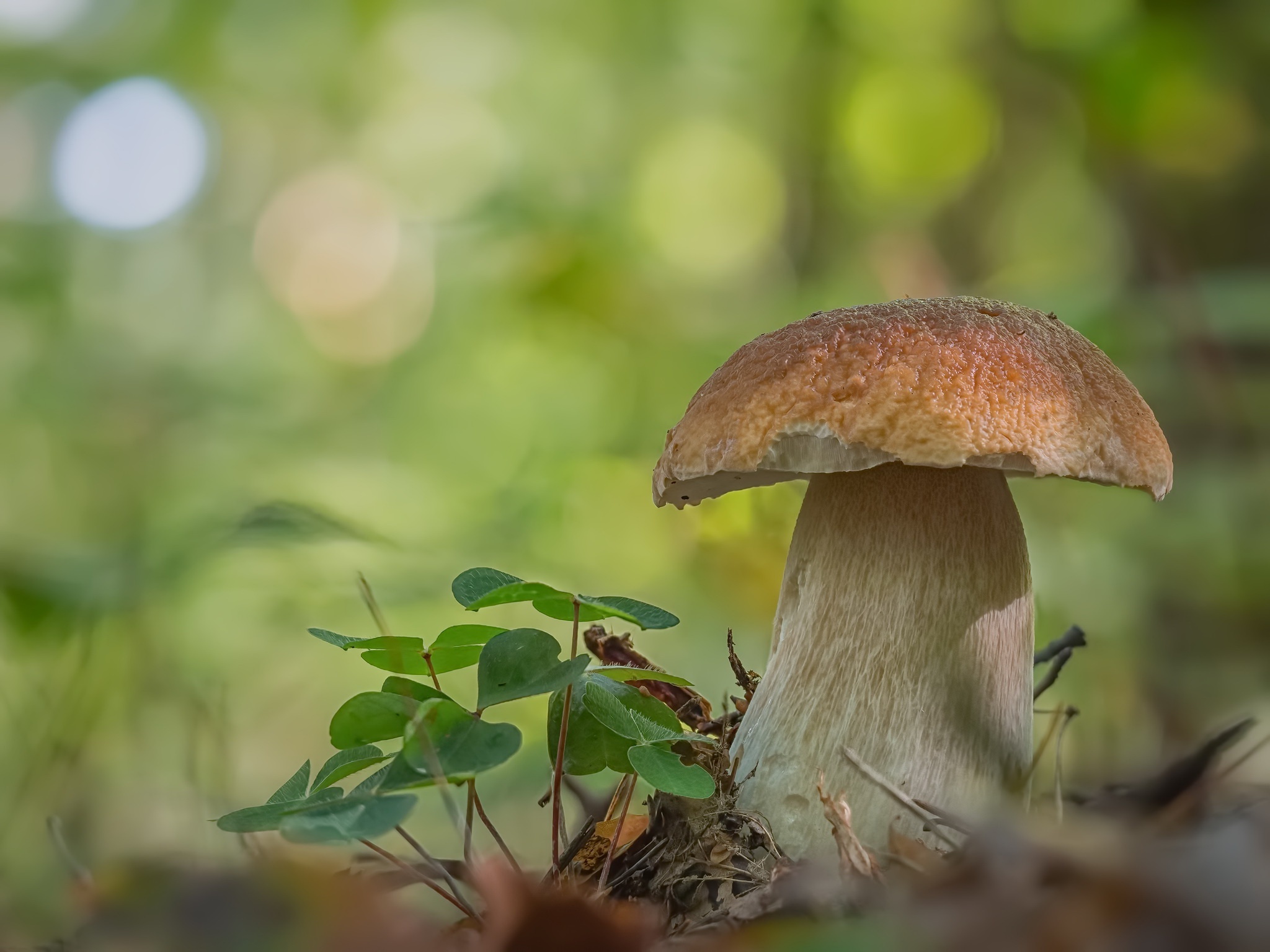 Mushroom HD wallpapers, Captivating visuals, Fungal awe, Nature's artwork, 2050x1540 HD Desktop