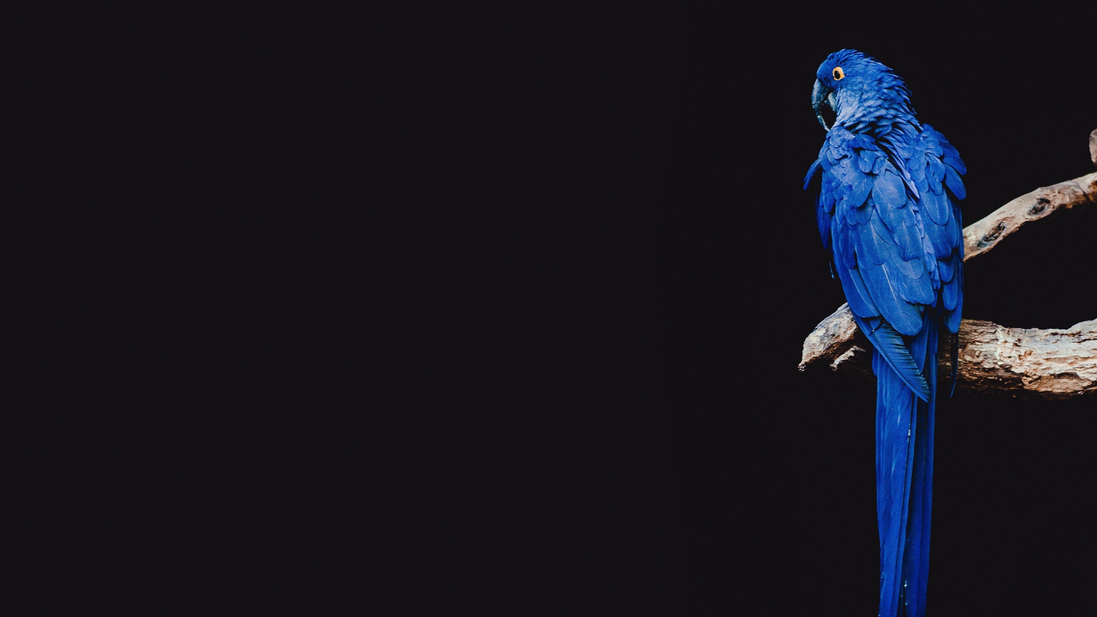 Parrot, Blue Wallpaper, 3840x2160 4K Desktop