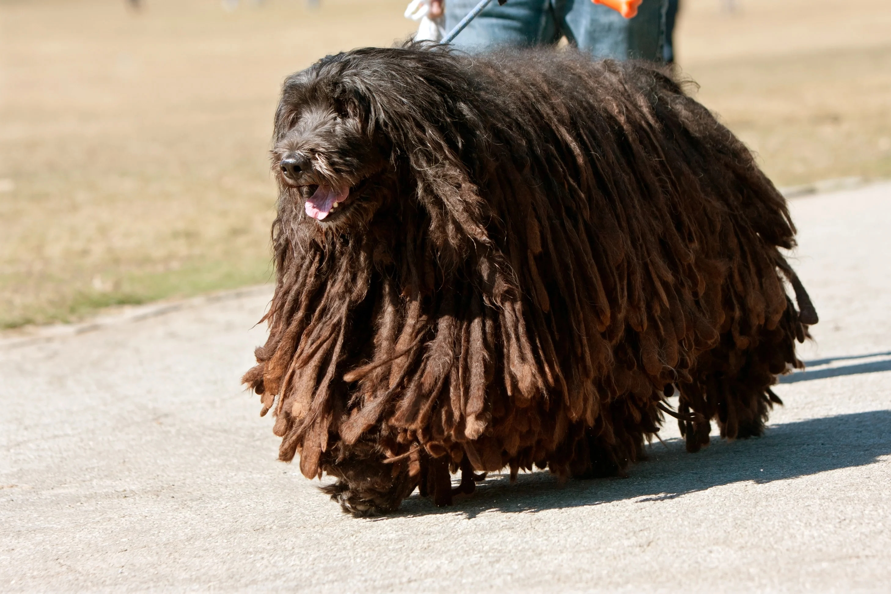 Bergamasco, Shepherd for sale, Online sale, Animal, 2920x1950 HD Desktop