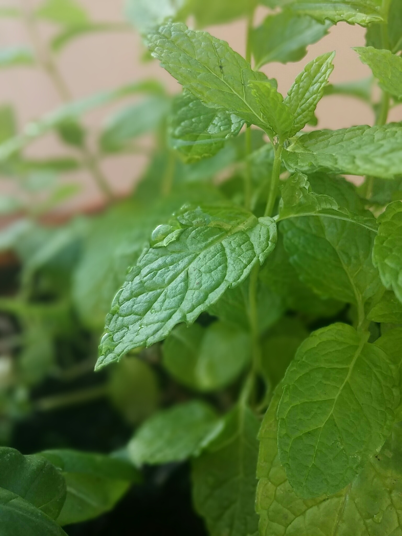 Mint color wallpapers, Green-themed backgrounds, Color inspiration, Design elements, 1540x2050 HD Phone