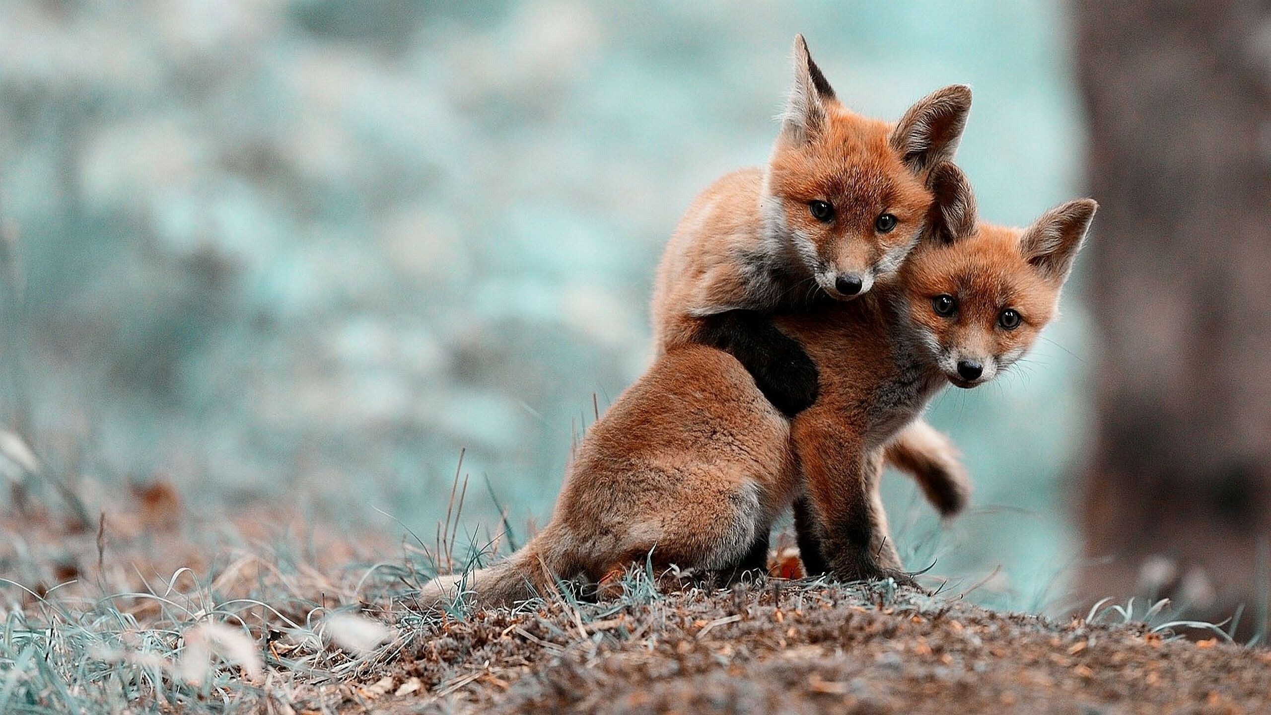 Cute foxes, Adorable charm, Whimsical wallpapers, Playful innocence, 2560x1440 HD Desktop