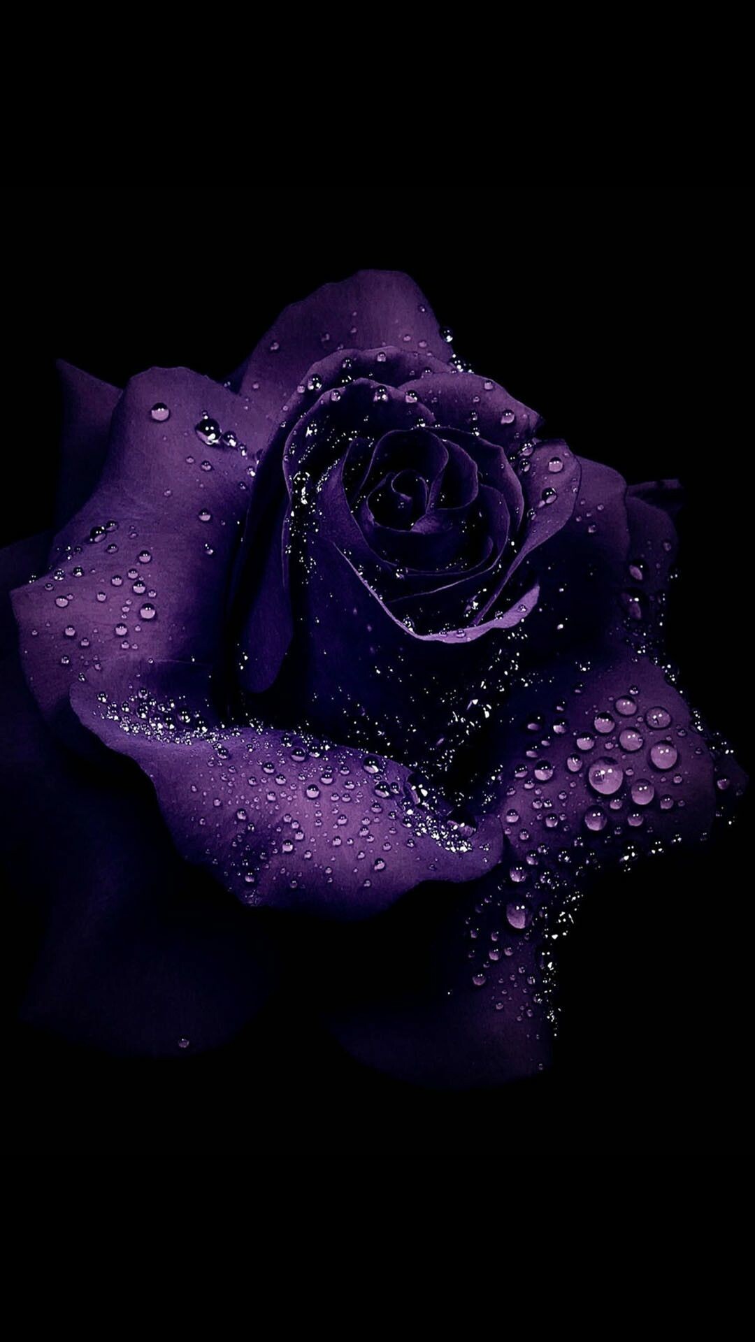 Purple rose, Royal elegance, Mysterious allure, Enchanting bloom, 1080x1920 Full HD Phone