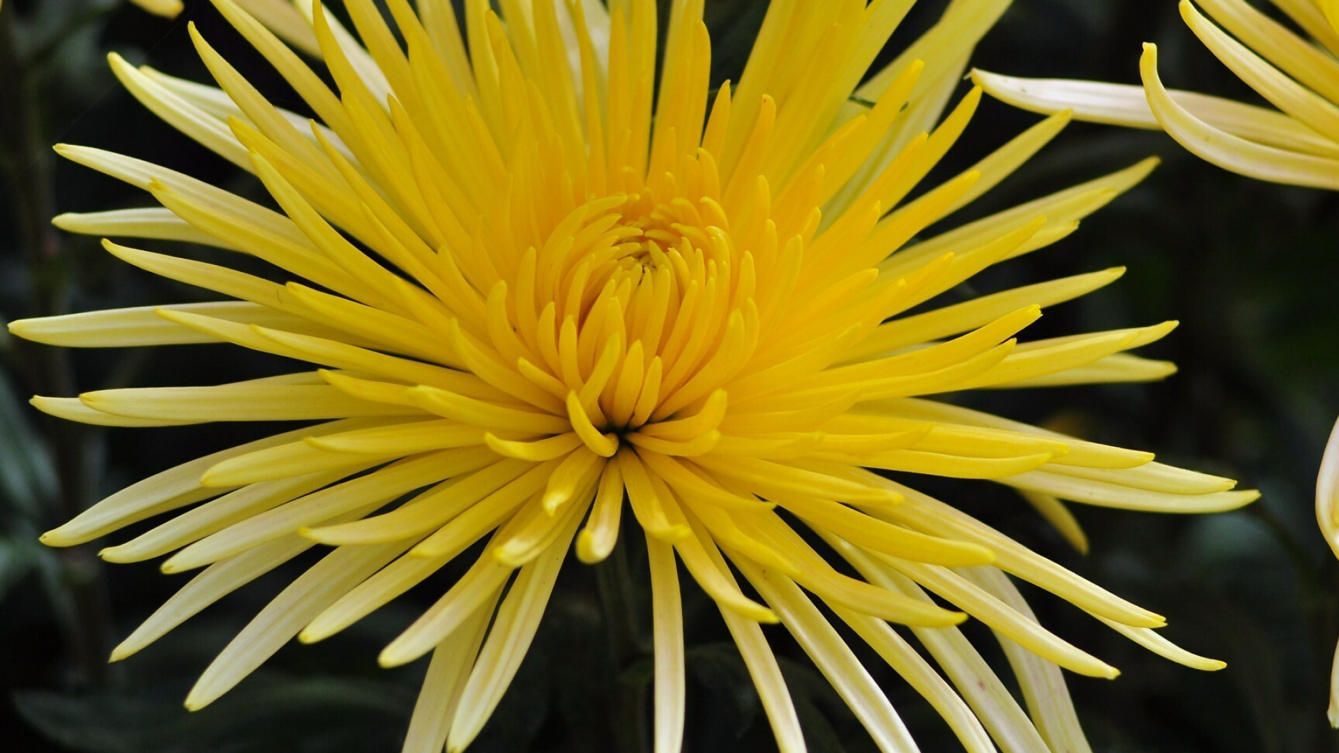 Chrysanthemum, High-quality wallpaper, Vibrant flowers, Nature's grace, 1920x1080 Full HD Desktop