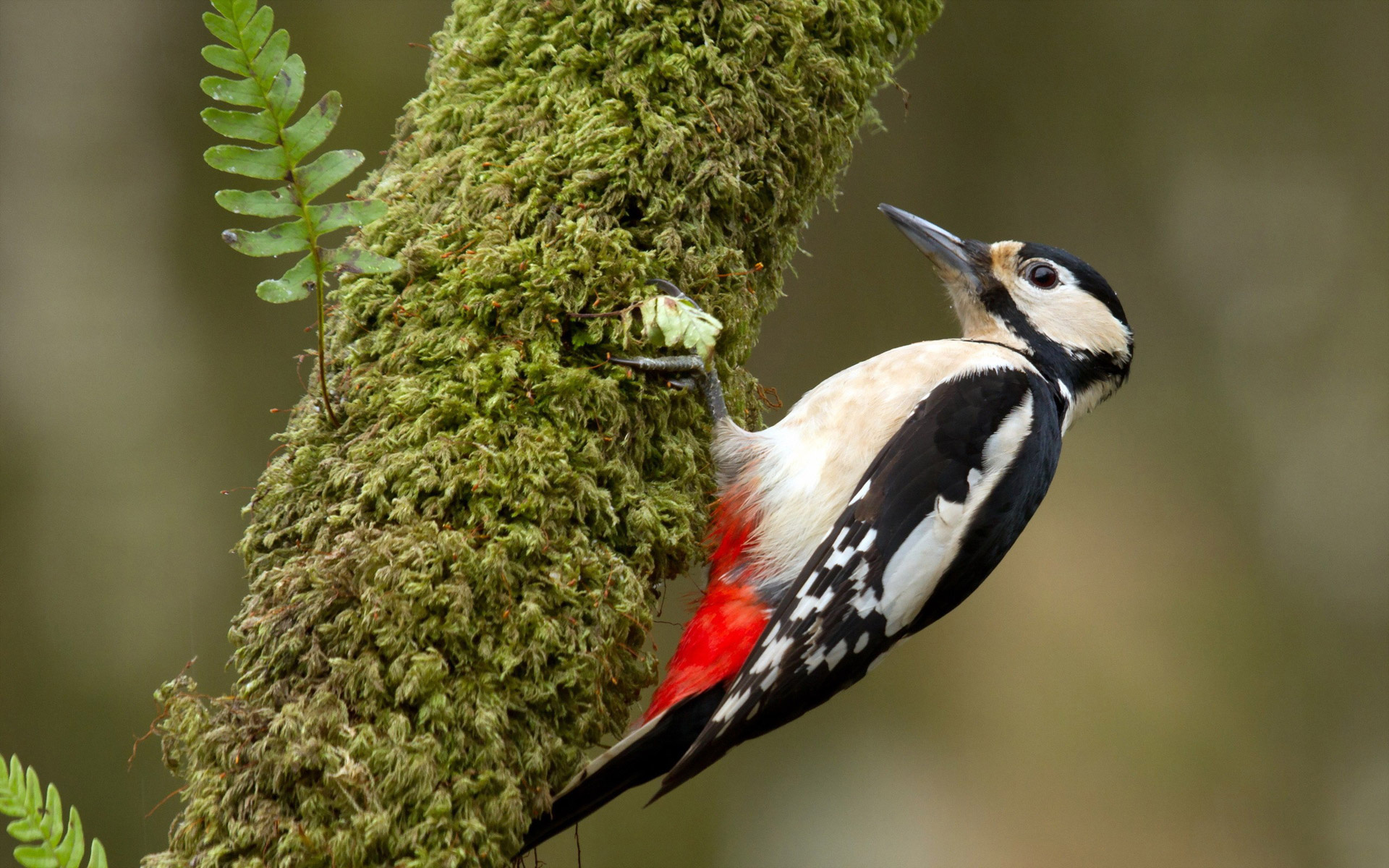 Free woodpecker wallpaper, High-definition image, Nature's gift, Visual delight, 1920x1200 HD Desktop