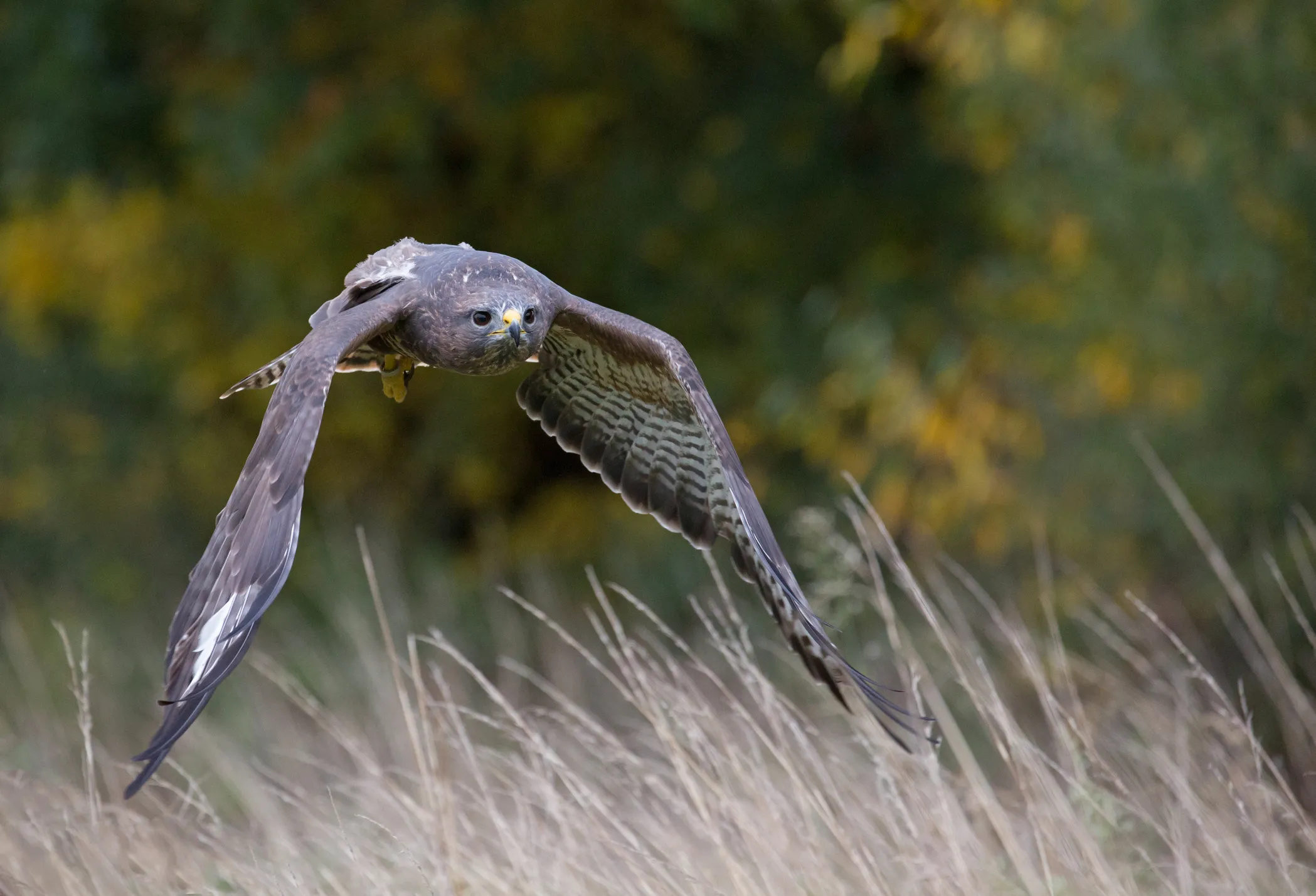 Buzzard (Animal), Runner's encounter, Buzzard attack, Unusual wildlife encounter, 2100x1430 HD Desktop