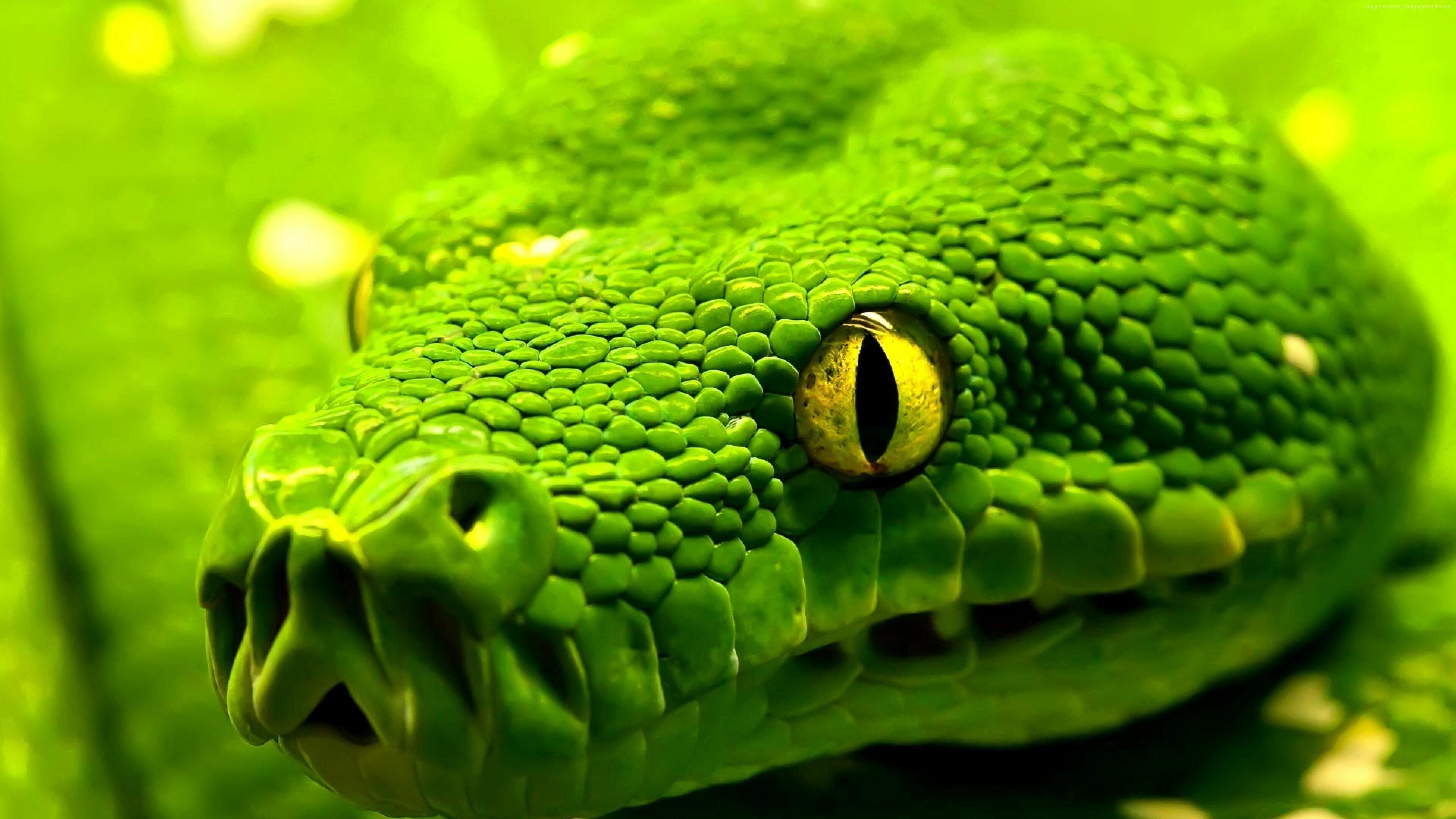 Morelia viridis, Snakes Wallpaper, 3840x2160 4K Desktop