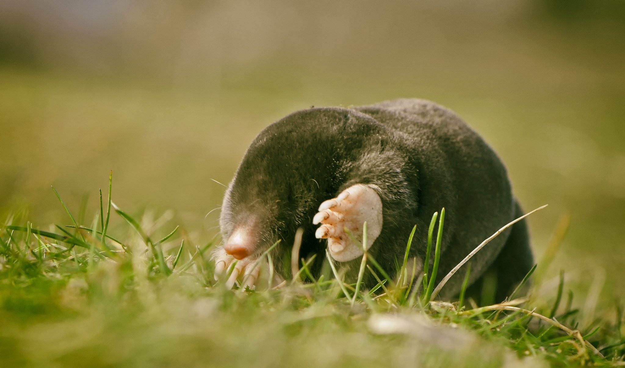 Mole, Blind foot, Wallpapers HD, Desktop, 2050x1210 HD Desktop