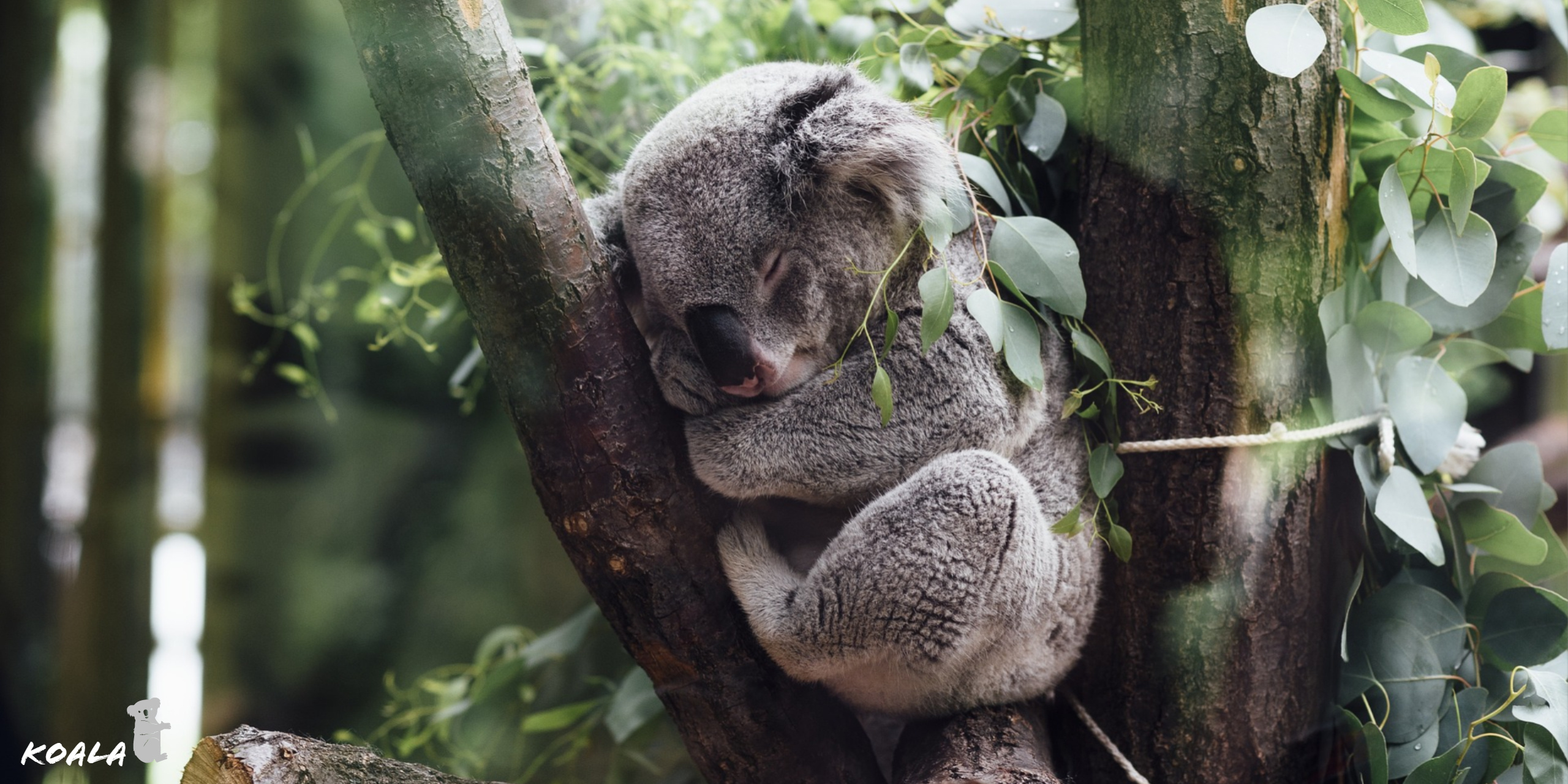 Koala fluffy, HD wallpaper, Eyecandy, Xfce desktop, 2560x1280 Dual Screen Desktop