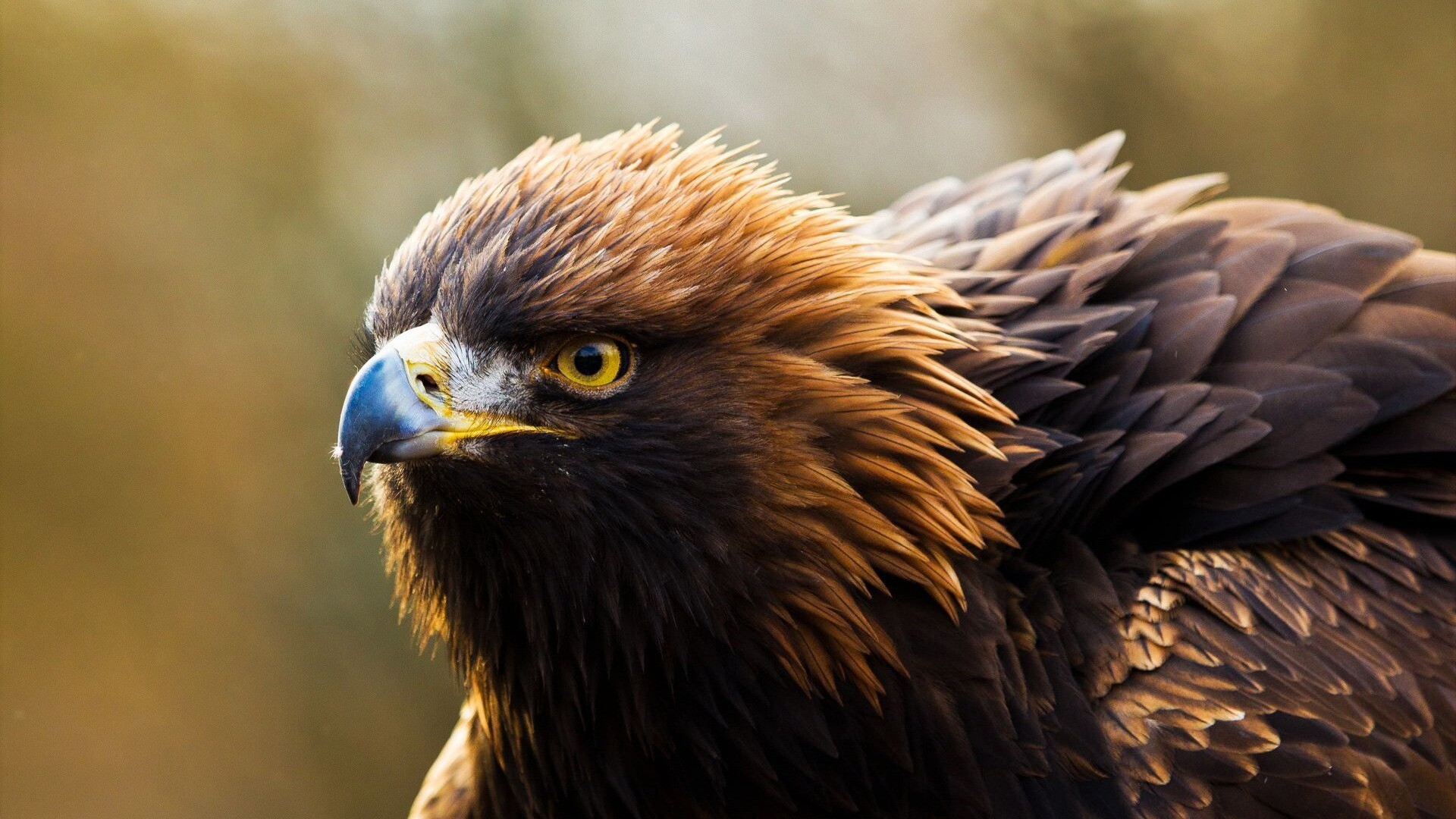 Autumn golden eagle, Dynamic wallpaper, Wildlife at its best, Full HD charm, 1920x1080 Full HD Desktop