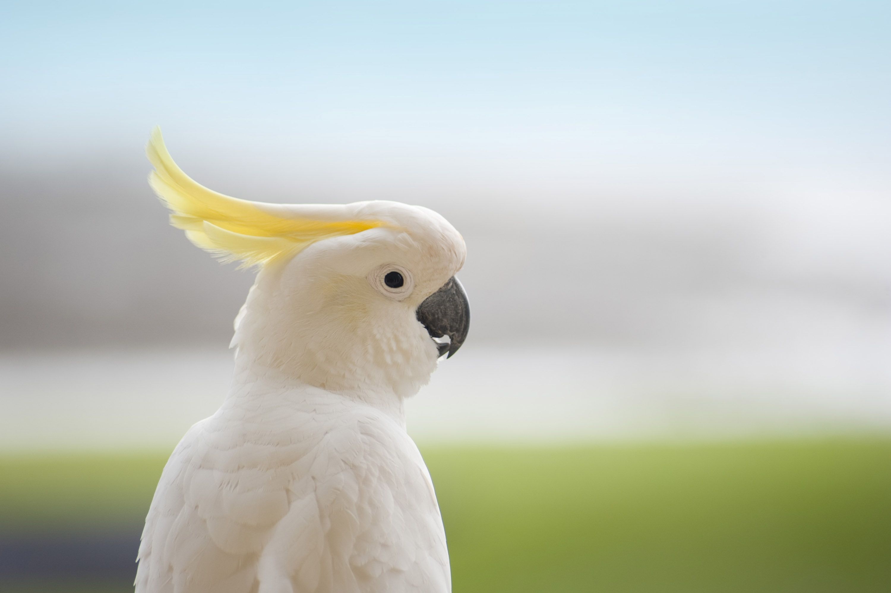 White cockatoo, Elegance in motion, Beautiful bird, 3000x2000 HD Desktop