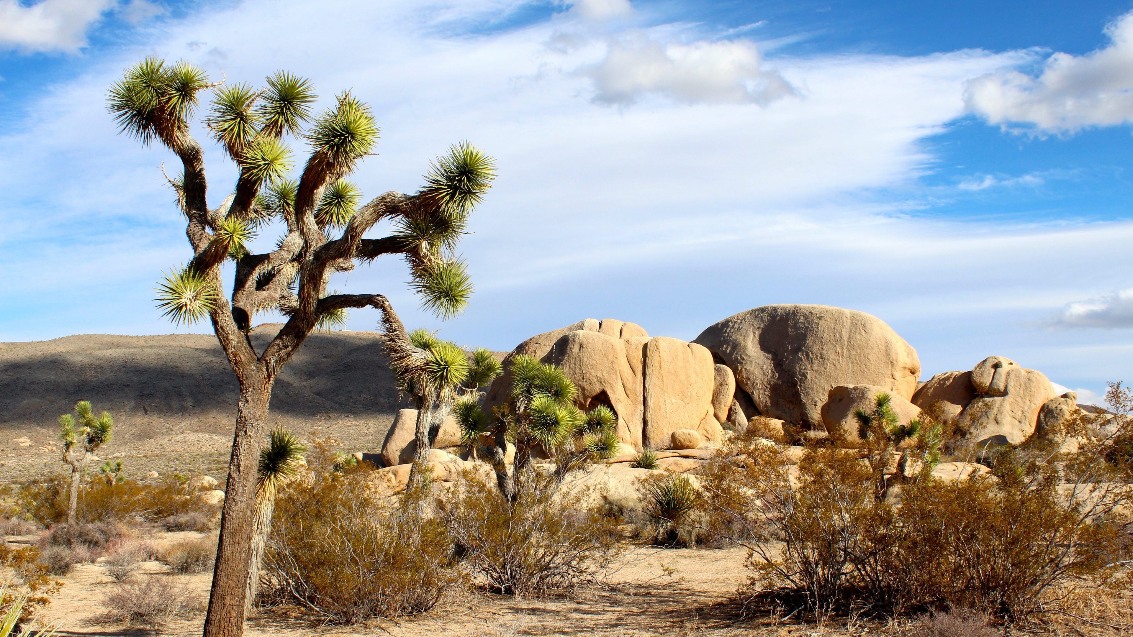 Joshua Tree, Wide wallpaper, High resolution, Breathtaking landscapes, 3840x2160 4K Desktop