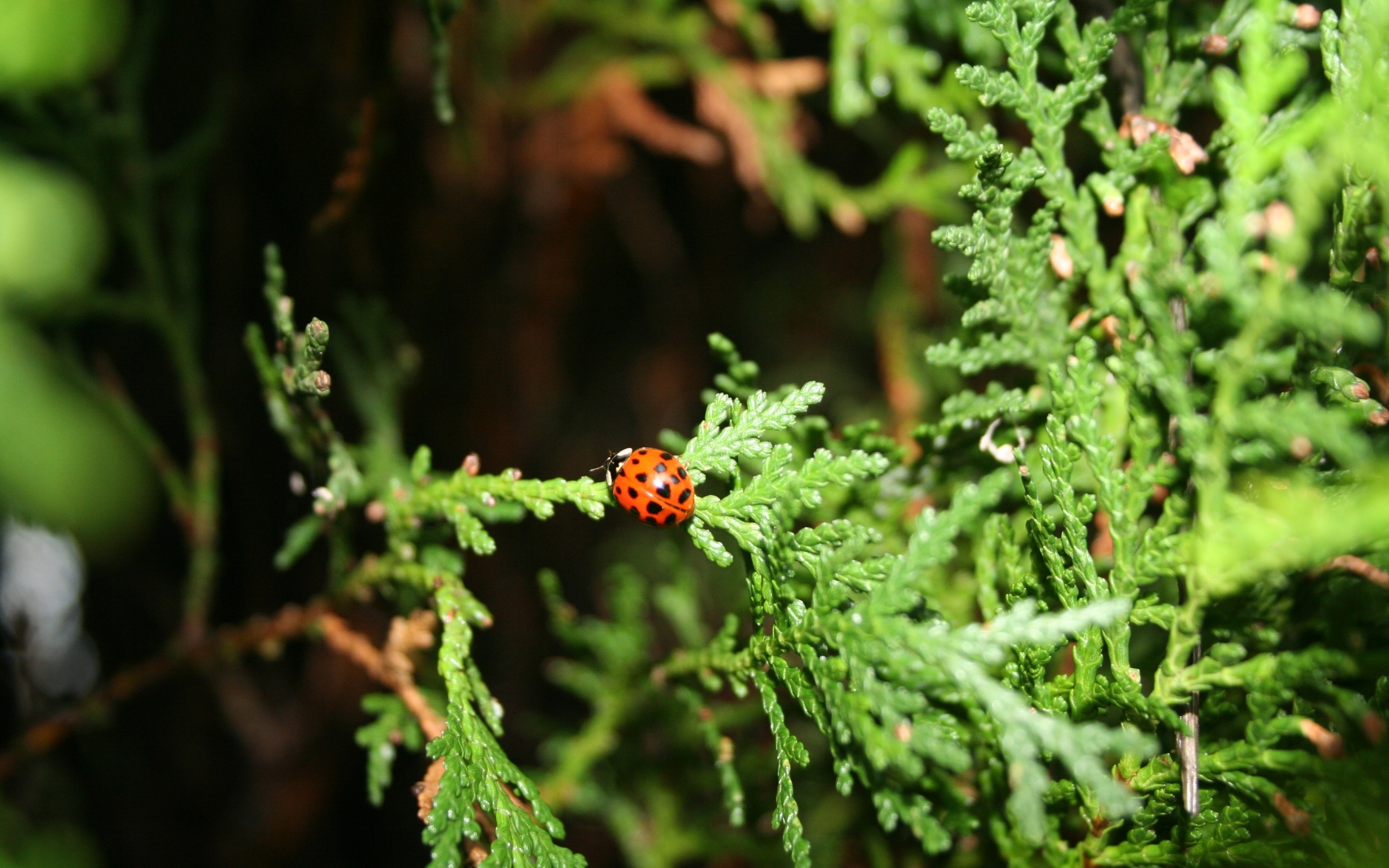 Enigmatic Thuja tree, Nature's marvel, Intriguing beauty, Mystical allure, 2560x1600 HD Desktop