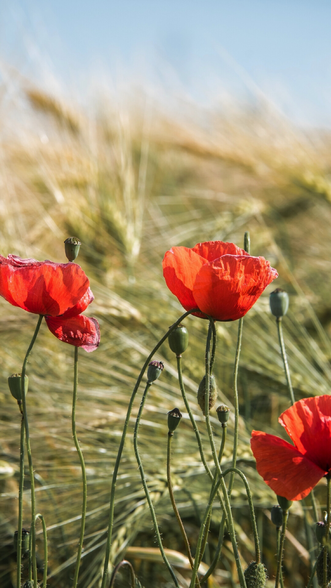 Poppy flower, Fields of red, Natural beauty, High quality image, 1080x1920 Full HD Phone