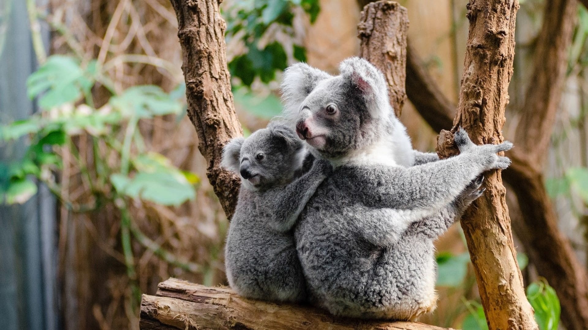 Koala wallpapers, High quality, Koala backgrounds, 1920x1080 Full HD Desktop