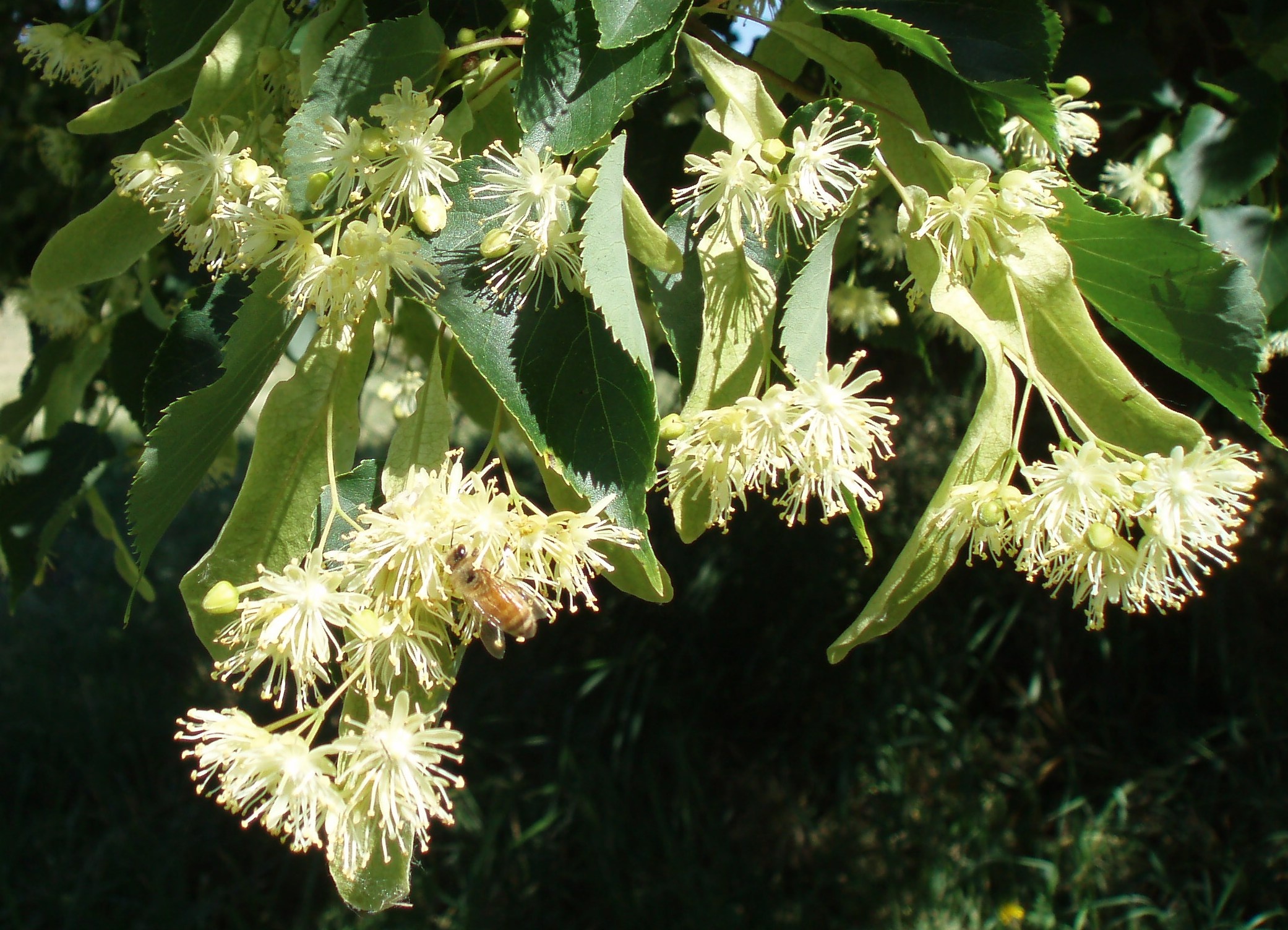 Linden Tree, blossoms, plantes mellifres, fleur de th, 2090x1510 HD Desktop