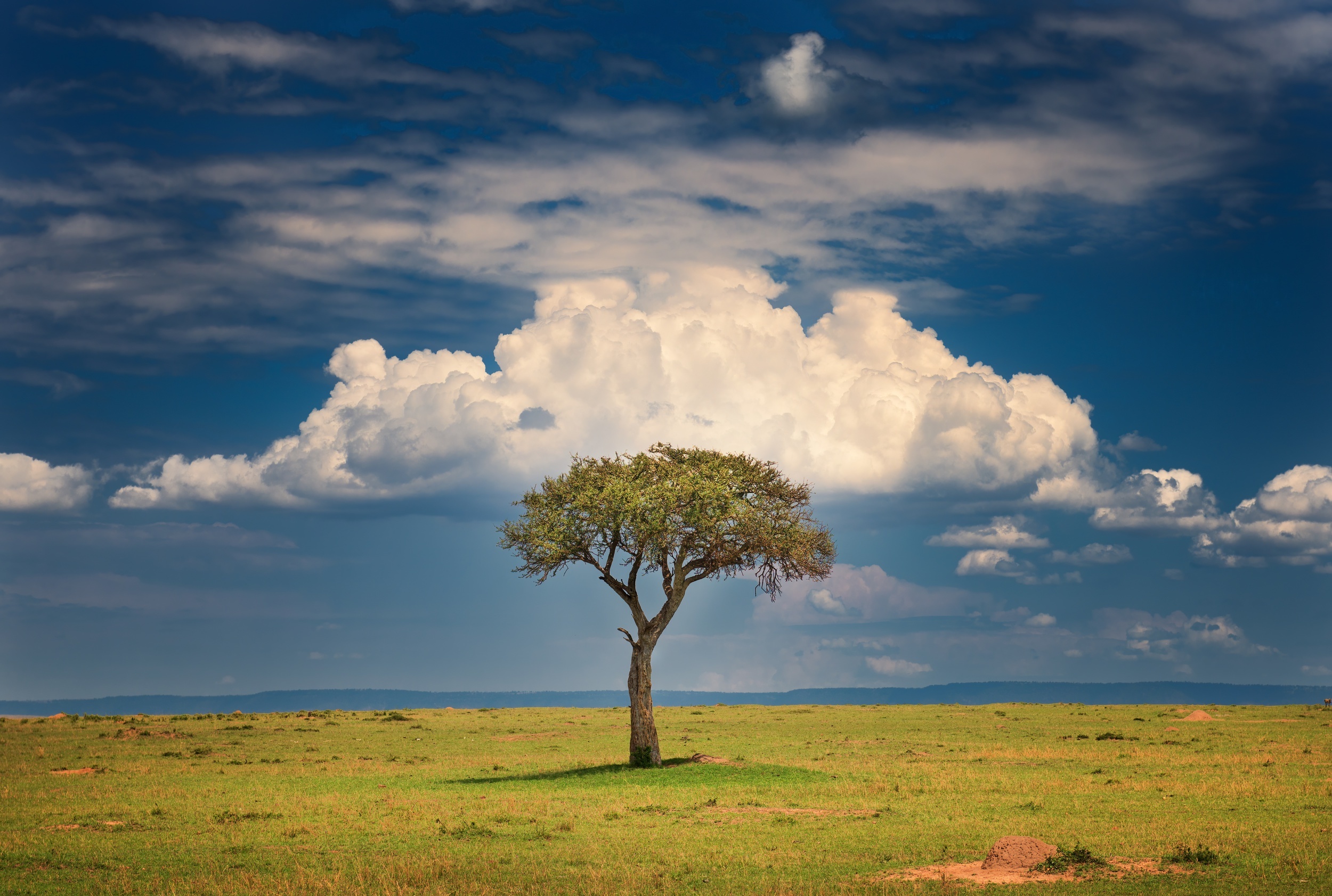 Tree HD wallpaper, Nature's beauty, Background image, Serene landscape, 2500x1690 HD Desktop