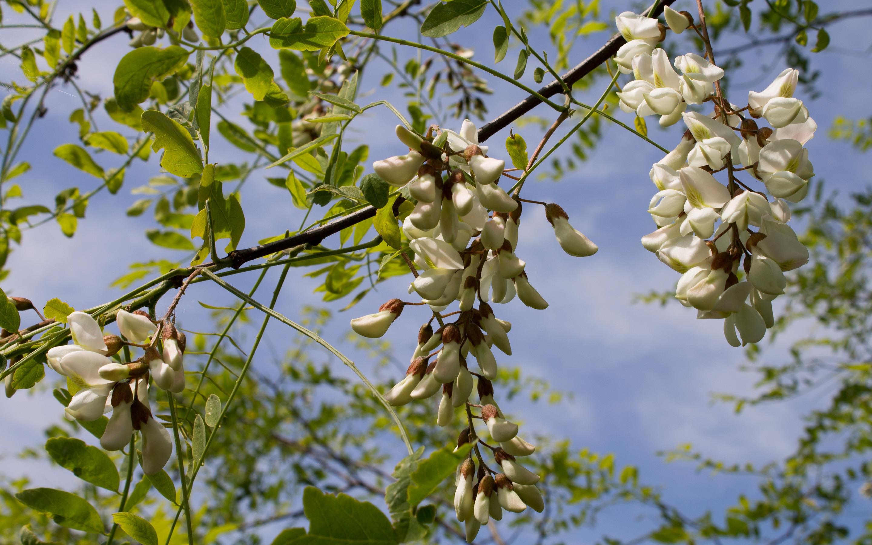 Black locust blossoms, Nature's charm, Captivating wallpaper, Floral beauty, 2880x1800 HD Desktop