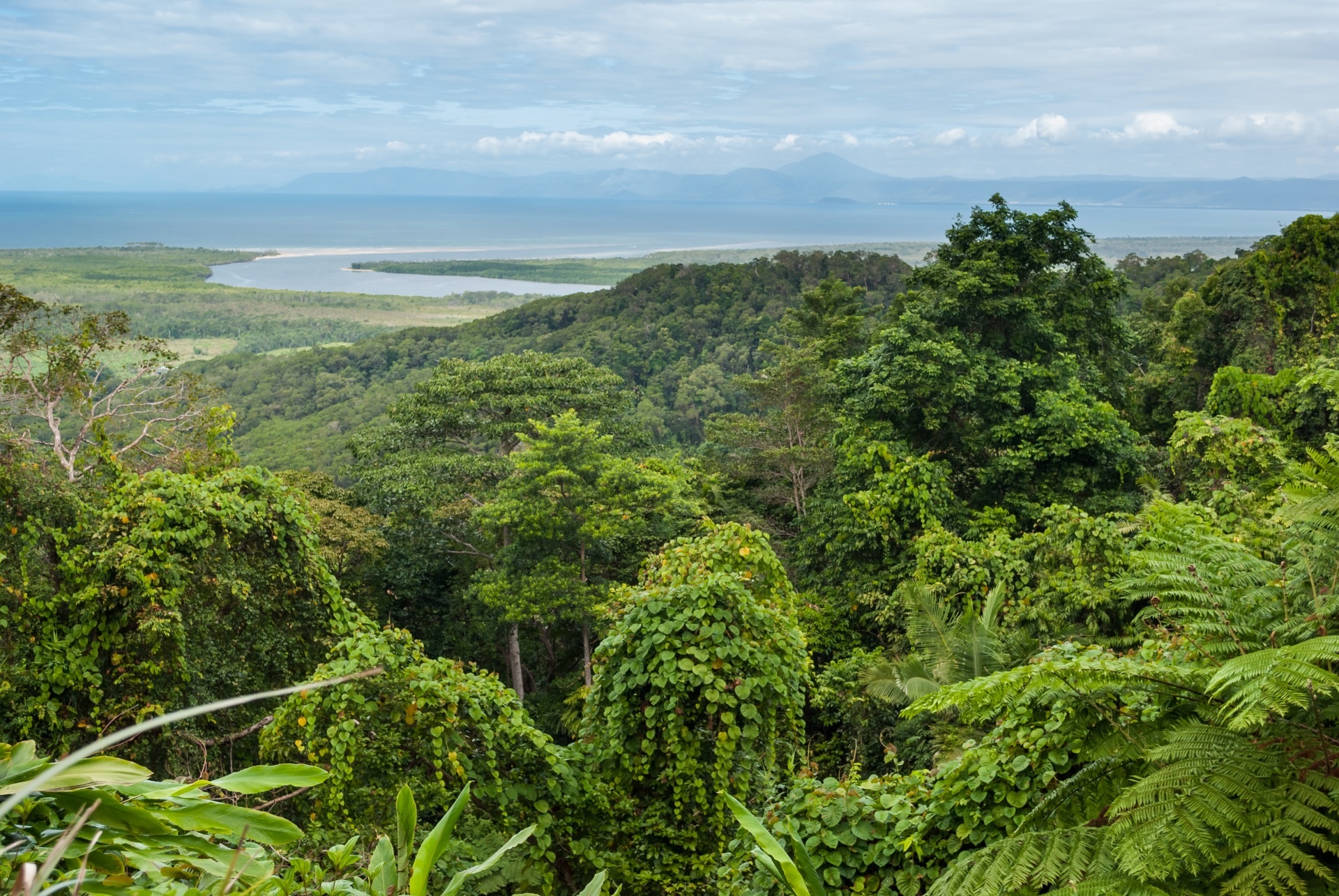 Daintree National Park, Cairns, Gnstig, Urlaub, 1920x1290 HD Desktop