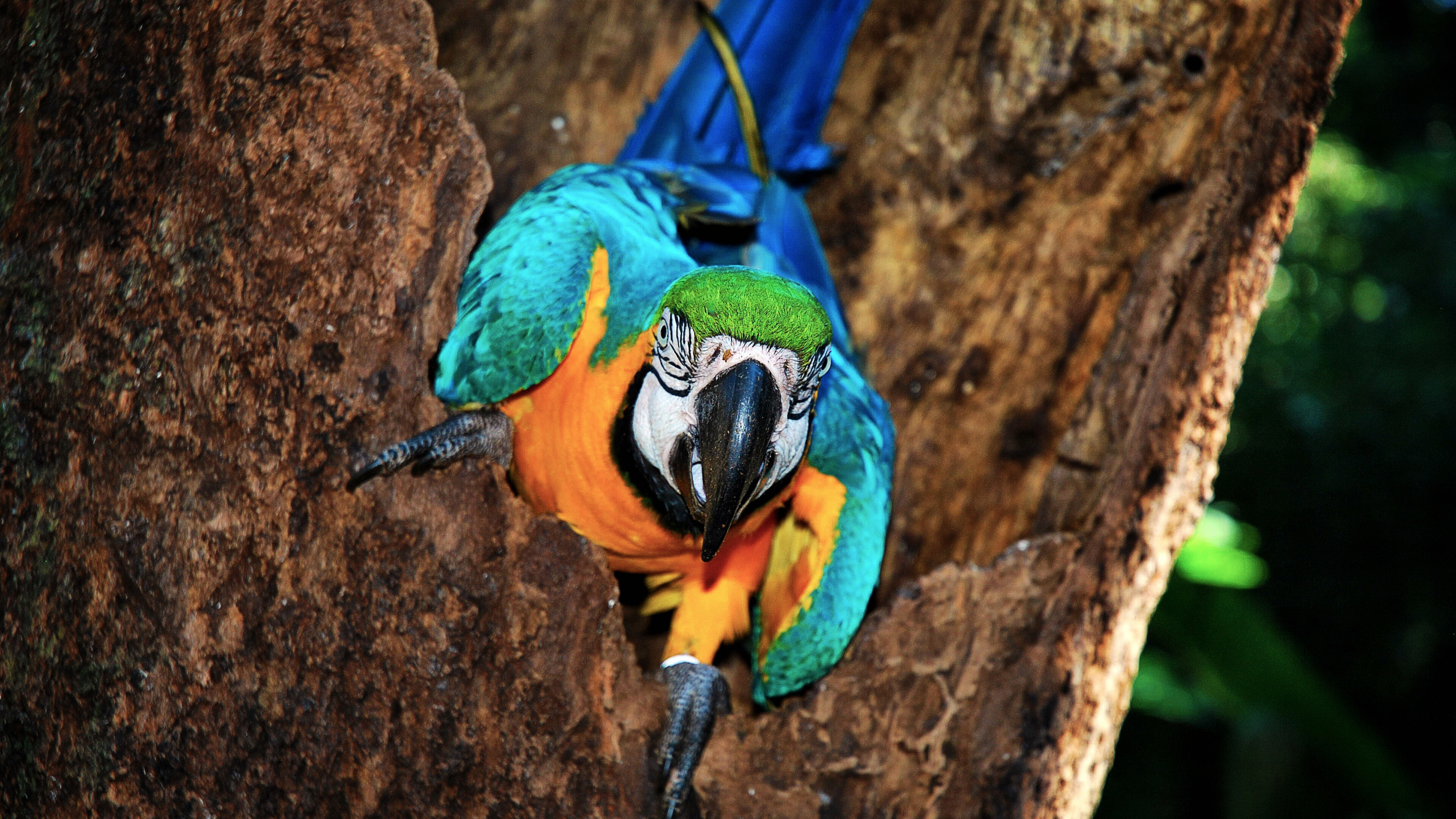 Colorful parrot bird, Vibrant feathers, Exotic wildlife, Nature's beauty, 3840x2160 4K Desktop