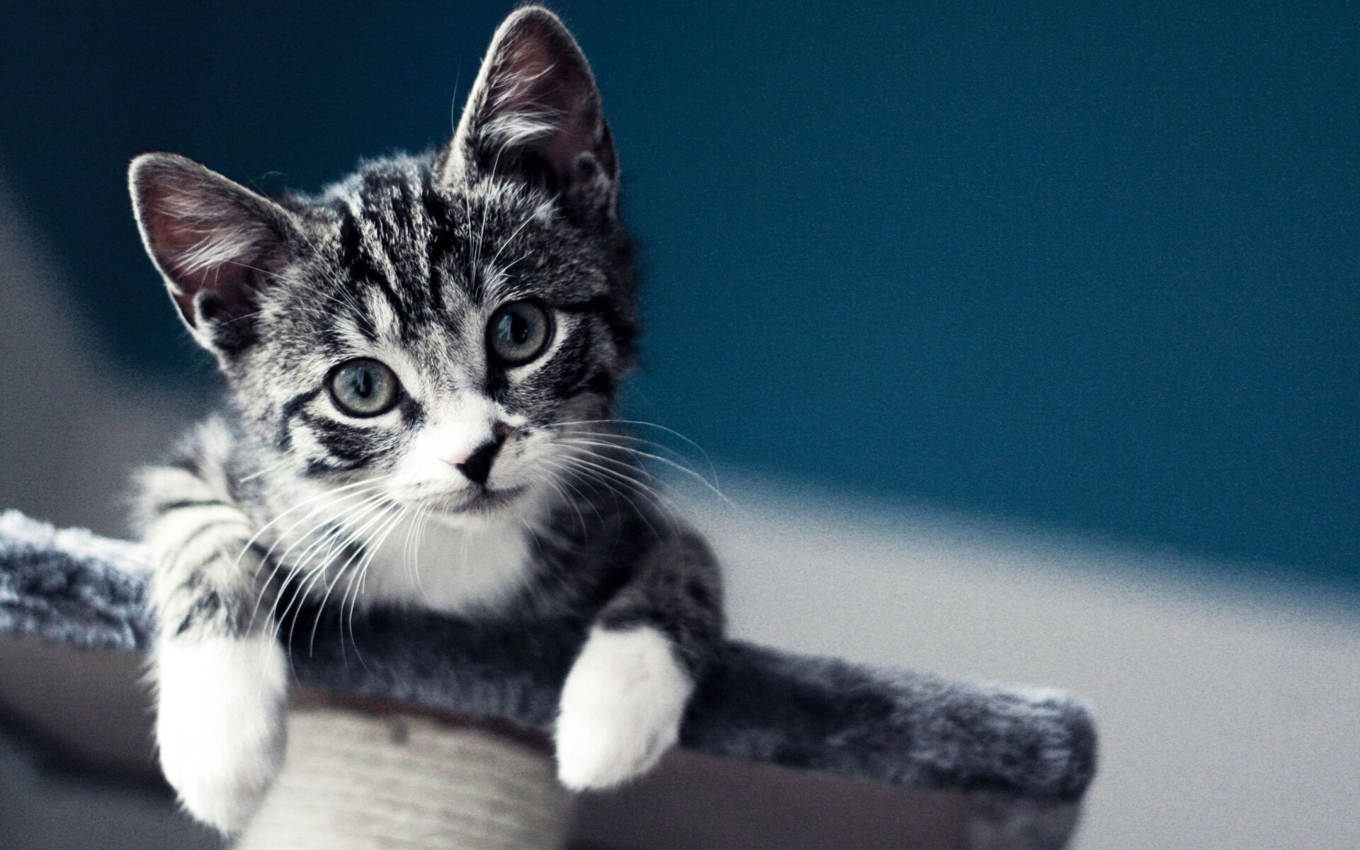 Domestic kitten, Widescreen wonder, Furry friend, HD cuteness, 1920x1200 HD Desktop