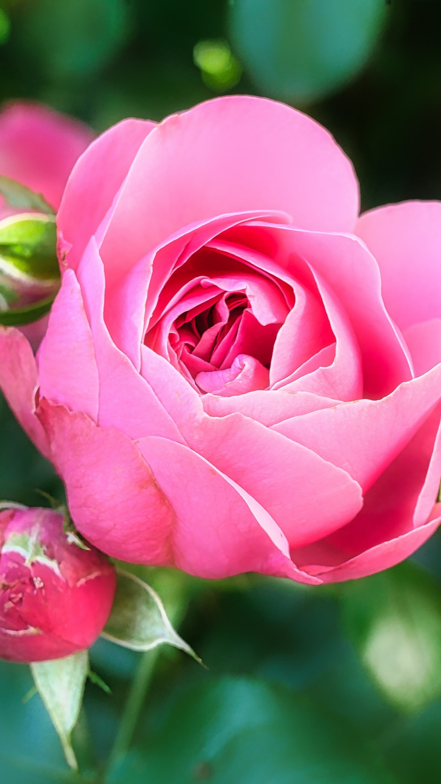 Pink rose bloom, Unopened rosebud, Green garden foliage, HD Phone wallpaper
