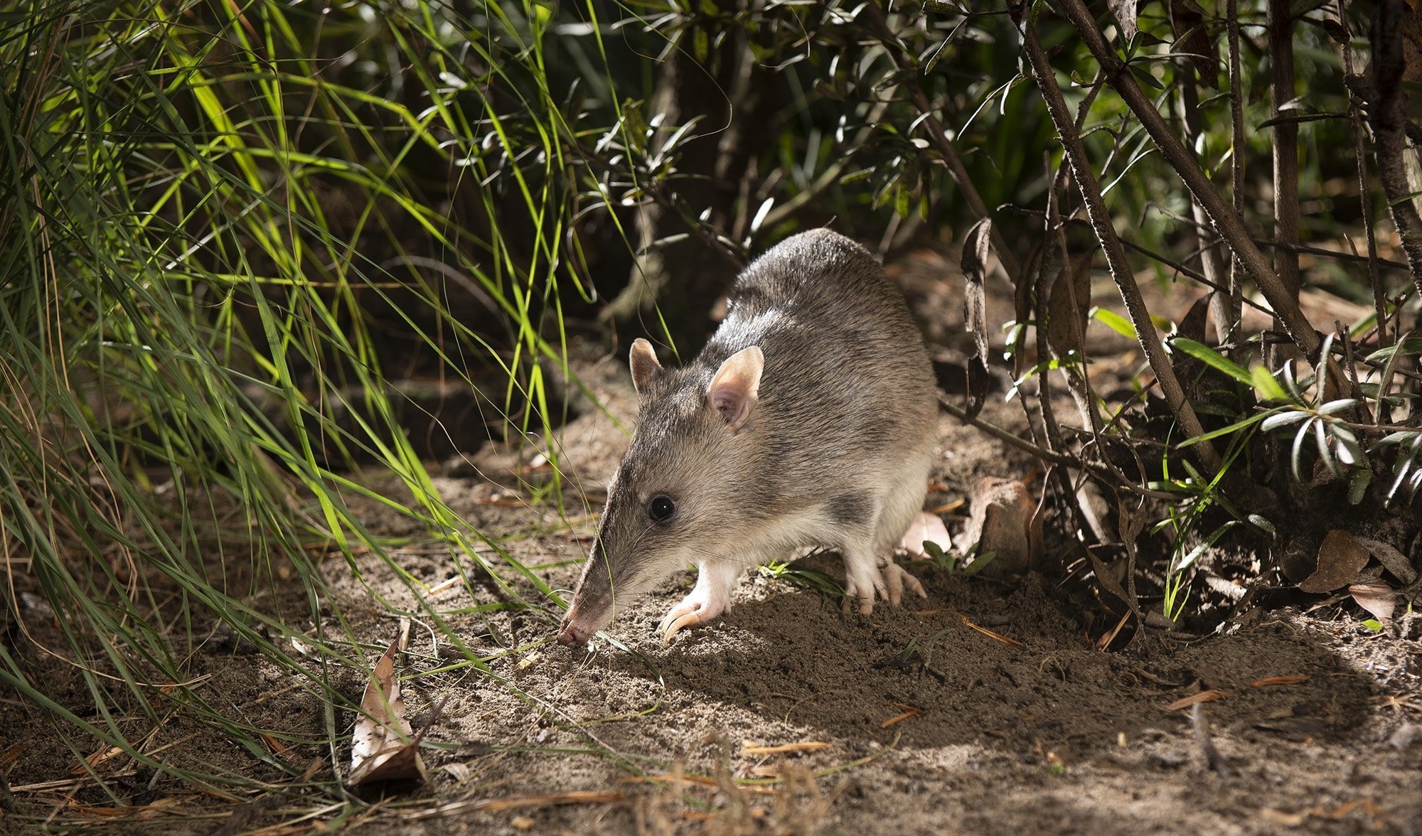 Bandicoots, Backyard wildlife, Flora and fauna, Ecosystem, 2000x1180 HD Desktop
