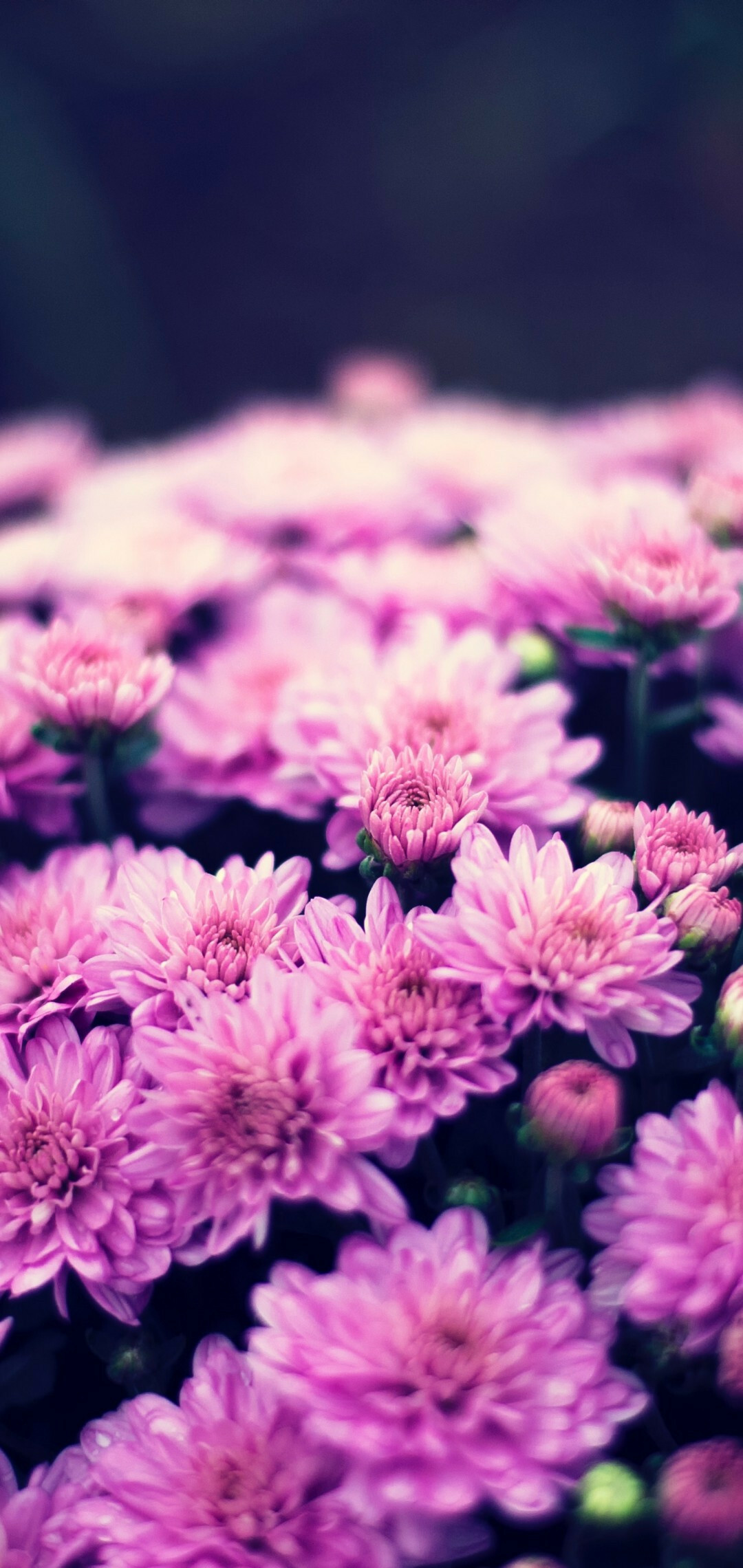 Download purple chrysanthemum, Blurry floral photography, Samsung Galaxy wallpaper, Vibrant nature display, 1080x2280 HD Phone